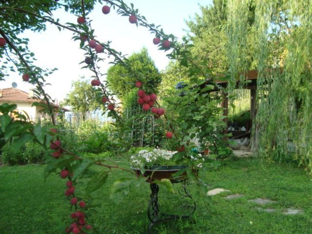 Photo 41
