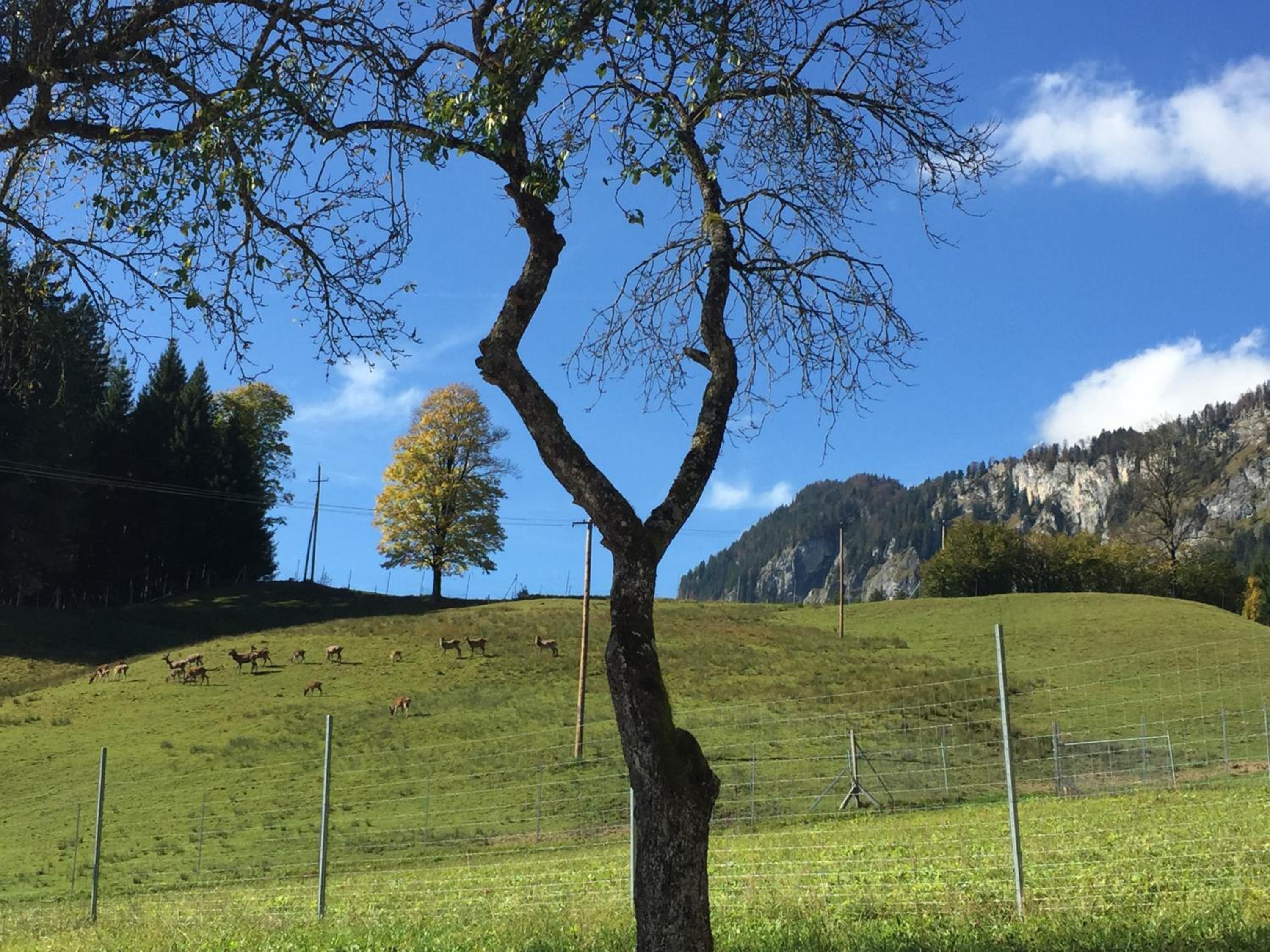 Berghof Haselsberger Appartements