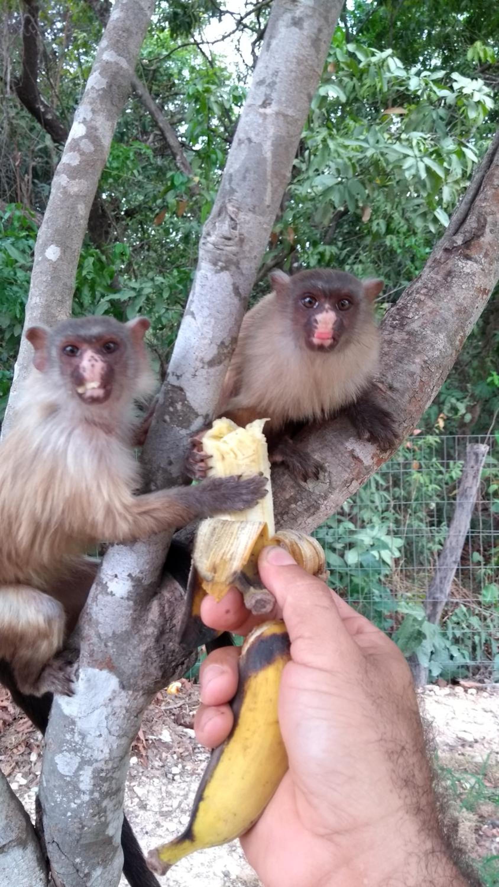 Chácara Pousada Sagui