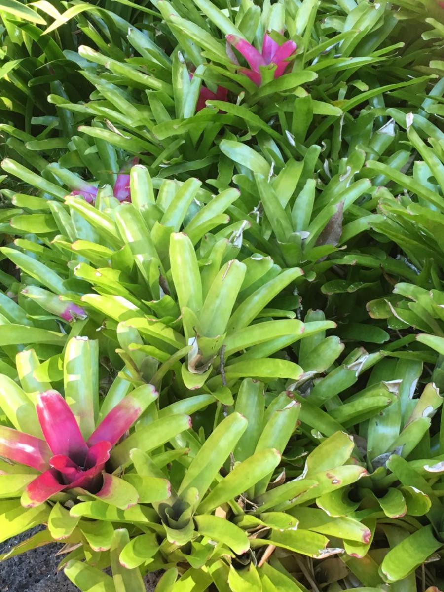 Figtree Getaway