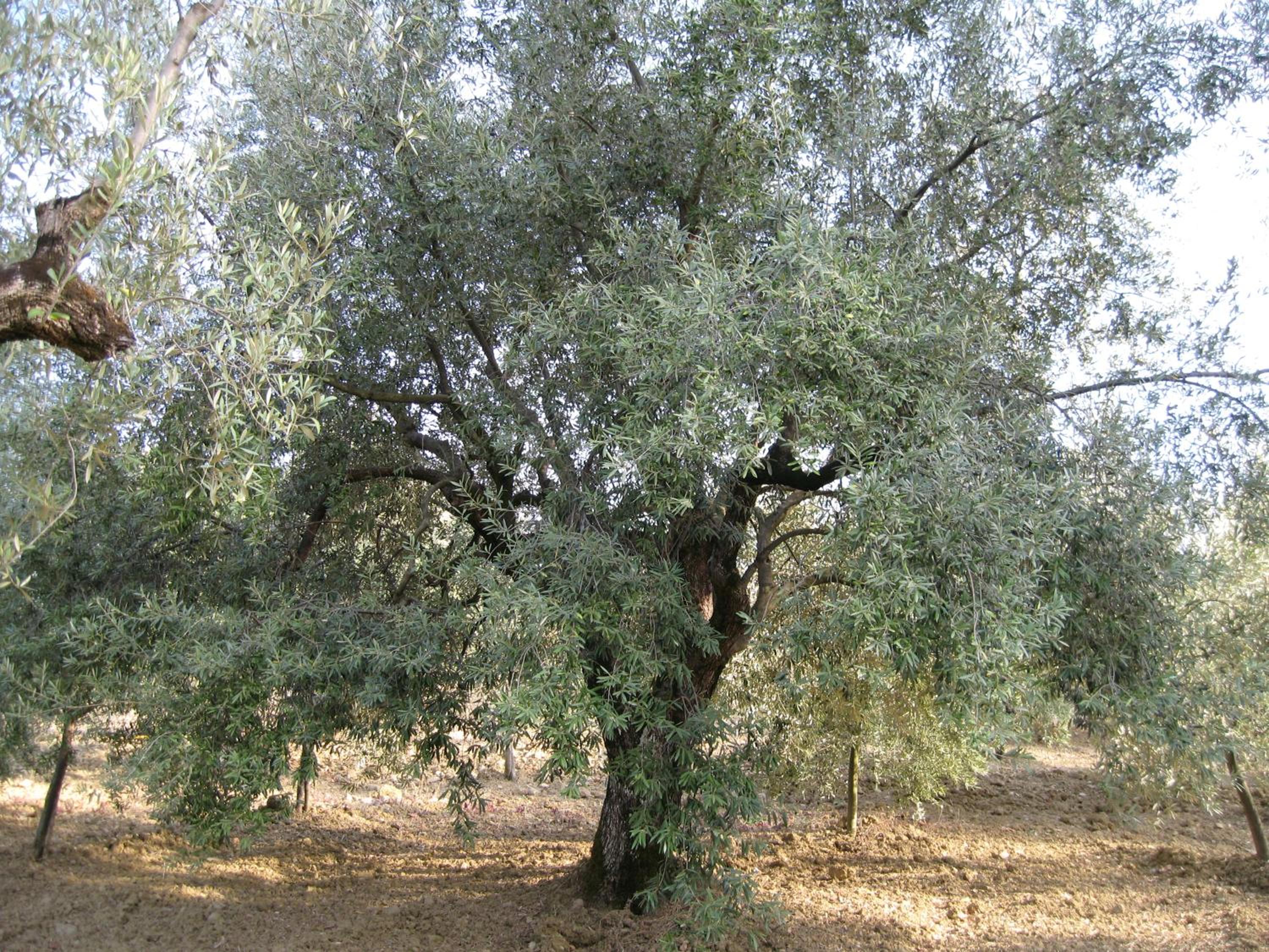 La Locanda di Campagna
