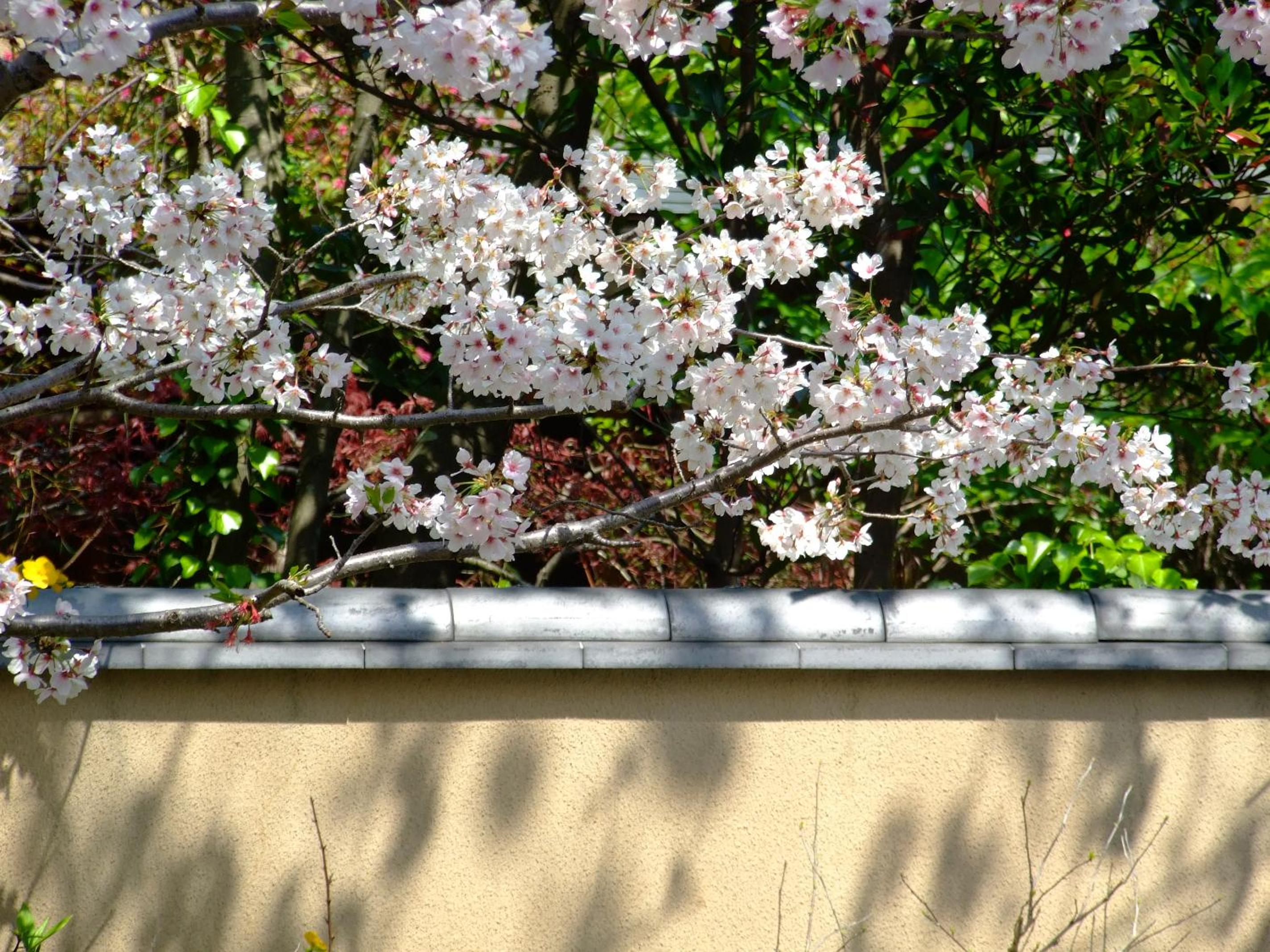 Nonohanatei komurasaki