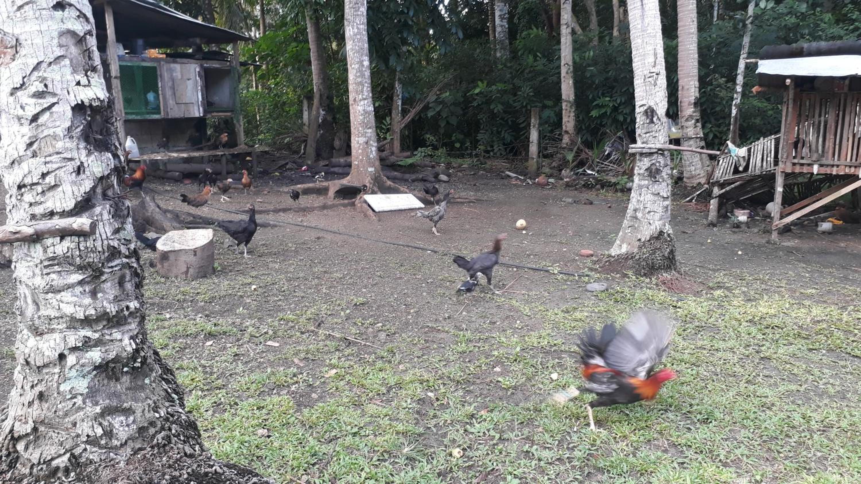 James Homestay