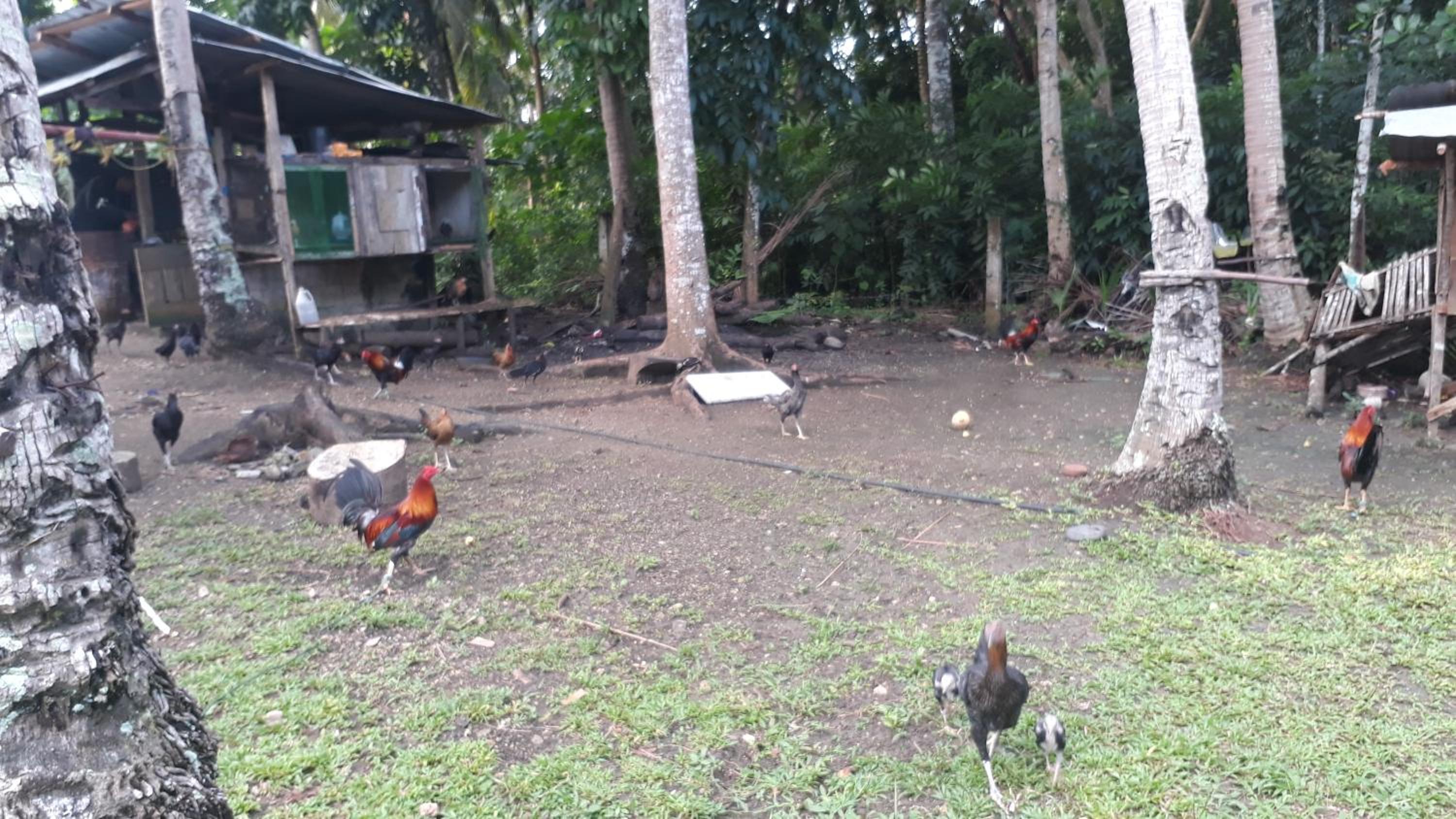 James Homestay