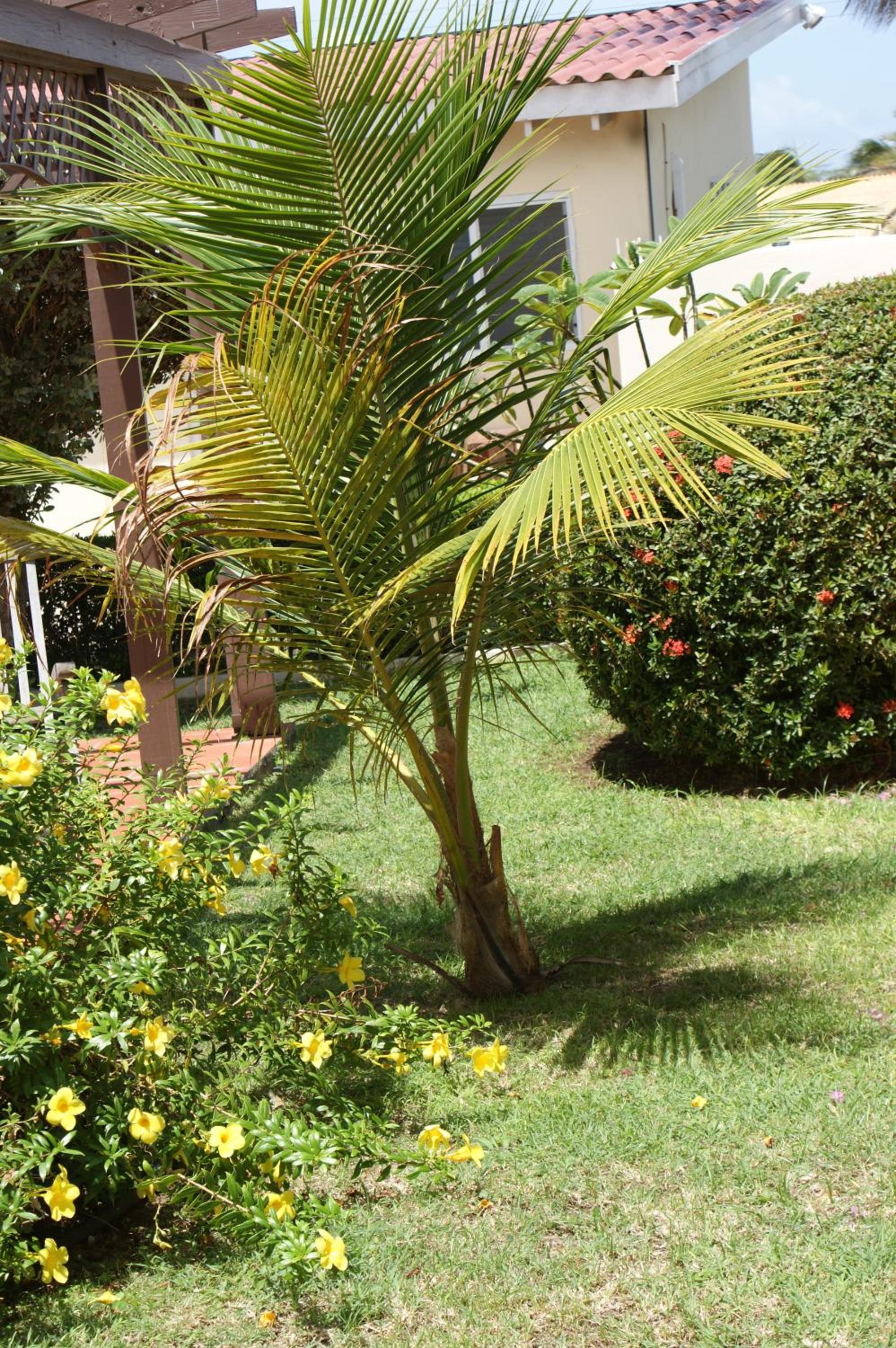 Aruba Palms Escape Suites