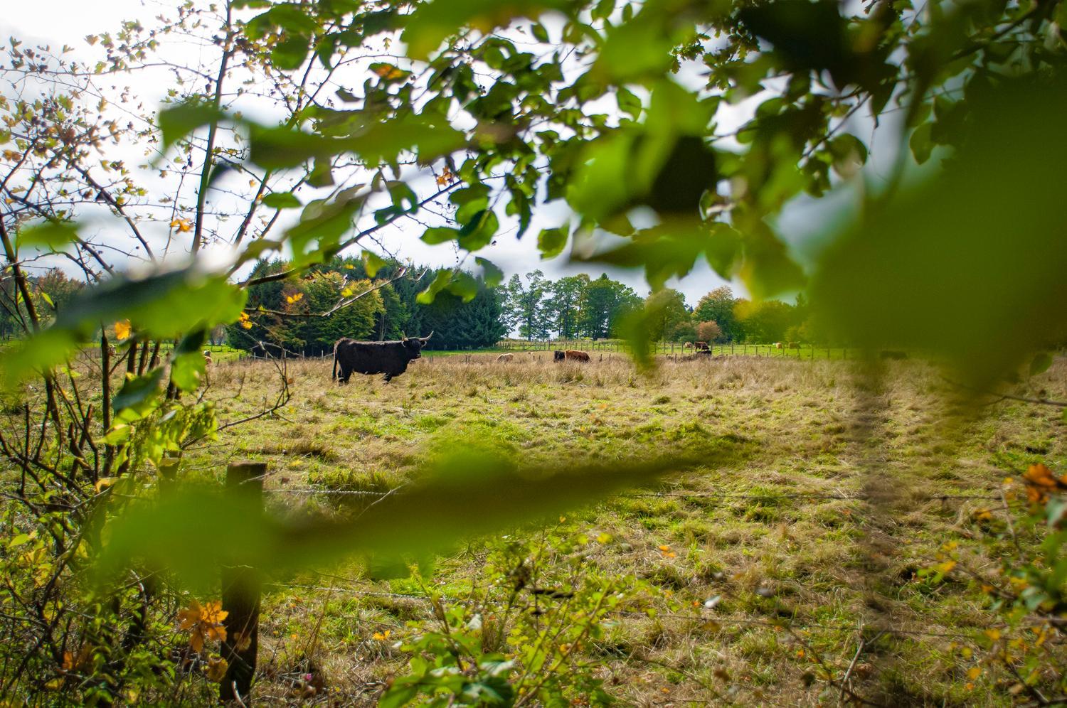L'anerie de Sourbrodt