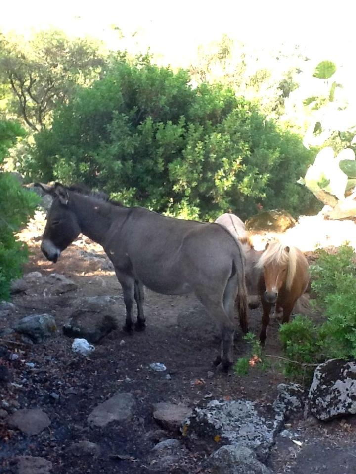 Agriturismo nuraghe Putzu Canu view 5