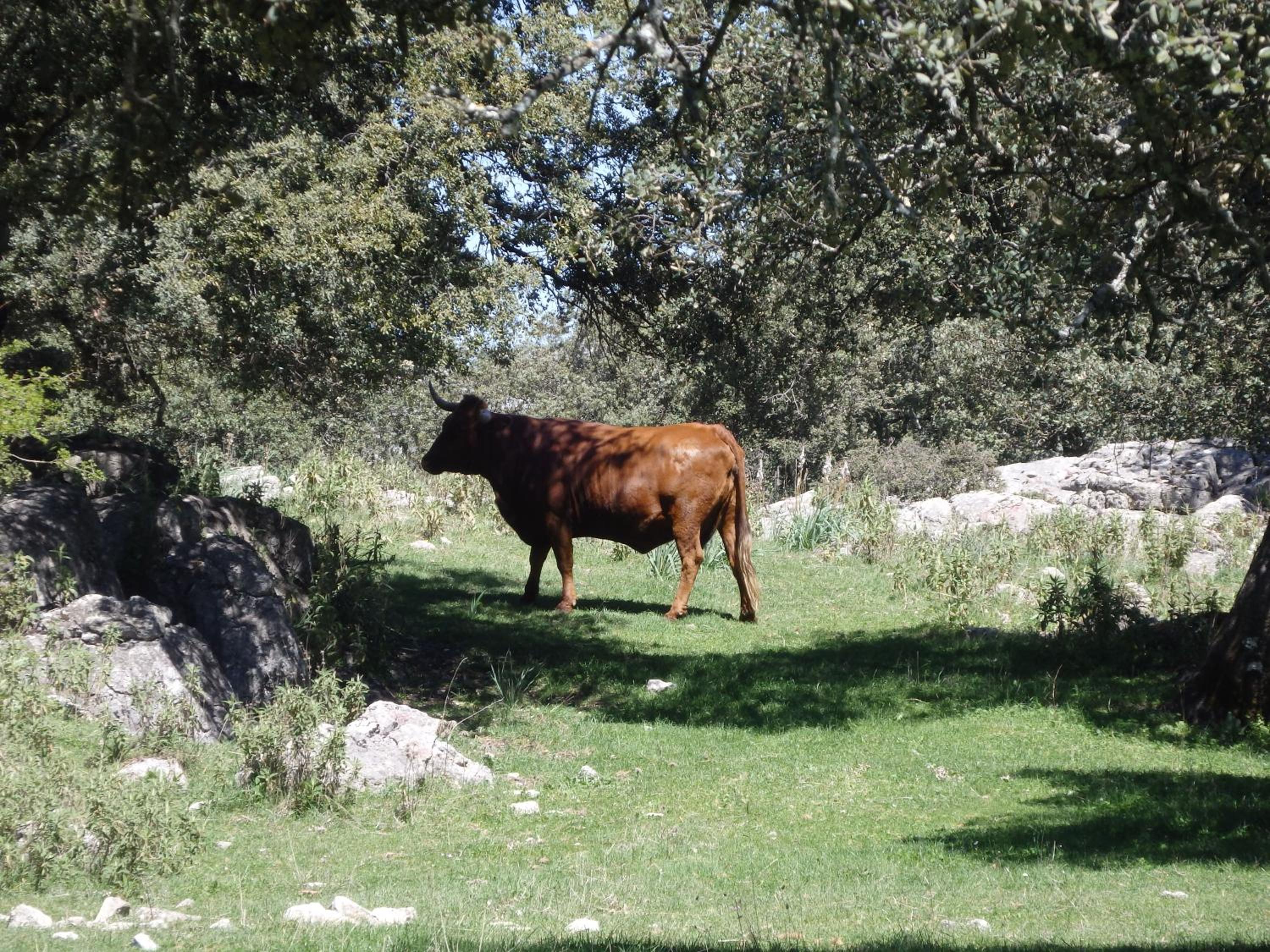 Posada del Fresno