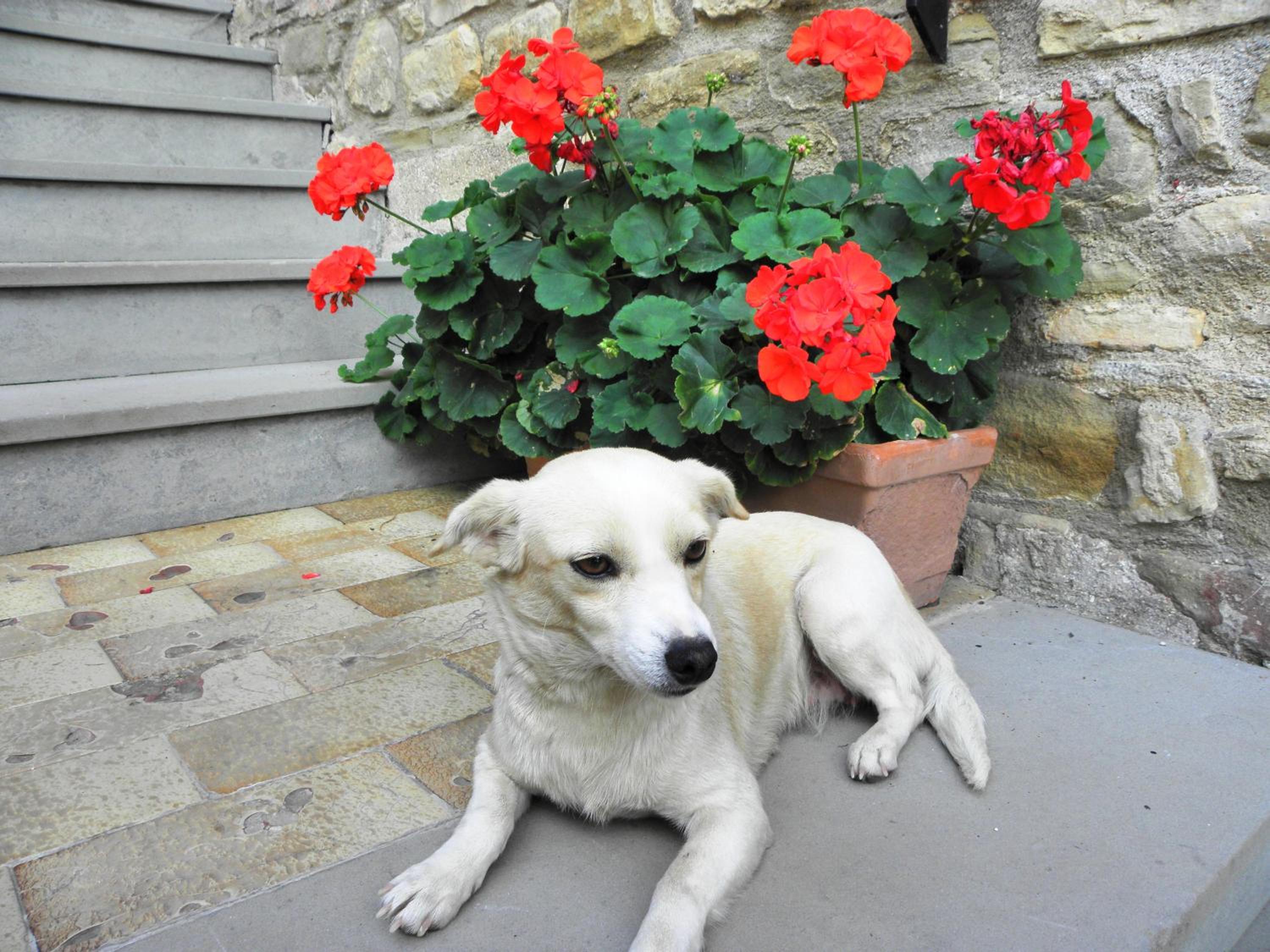Photo 42