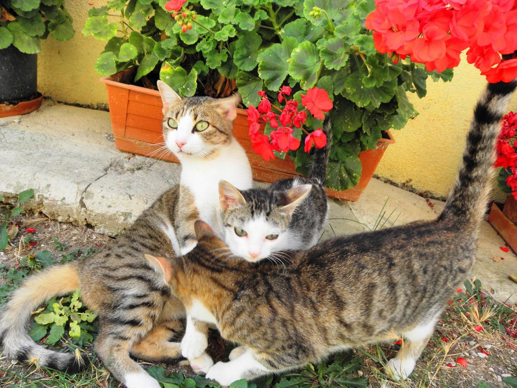 Photo 44