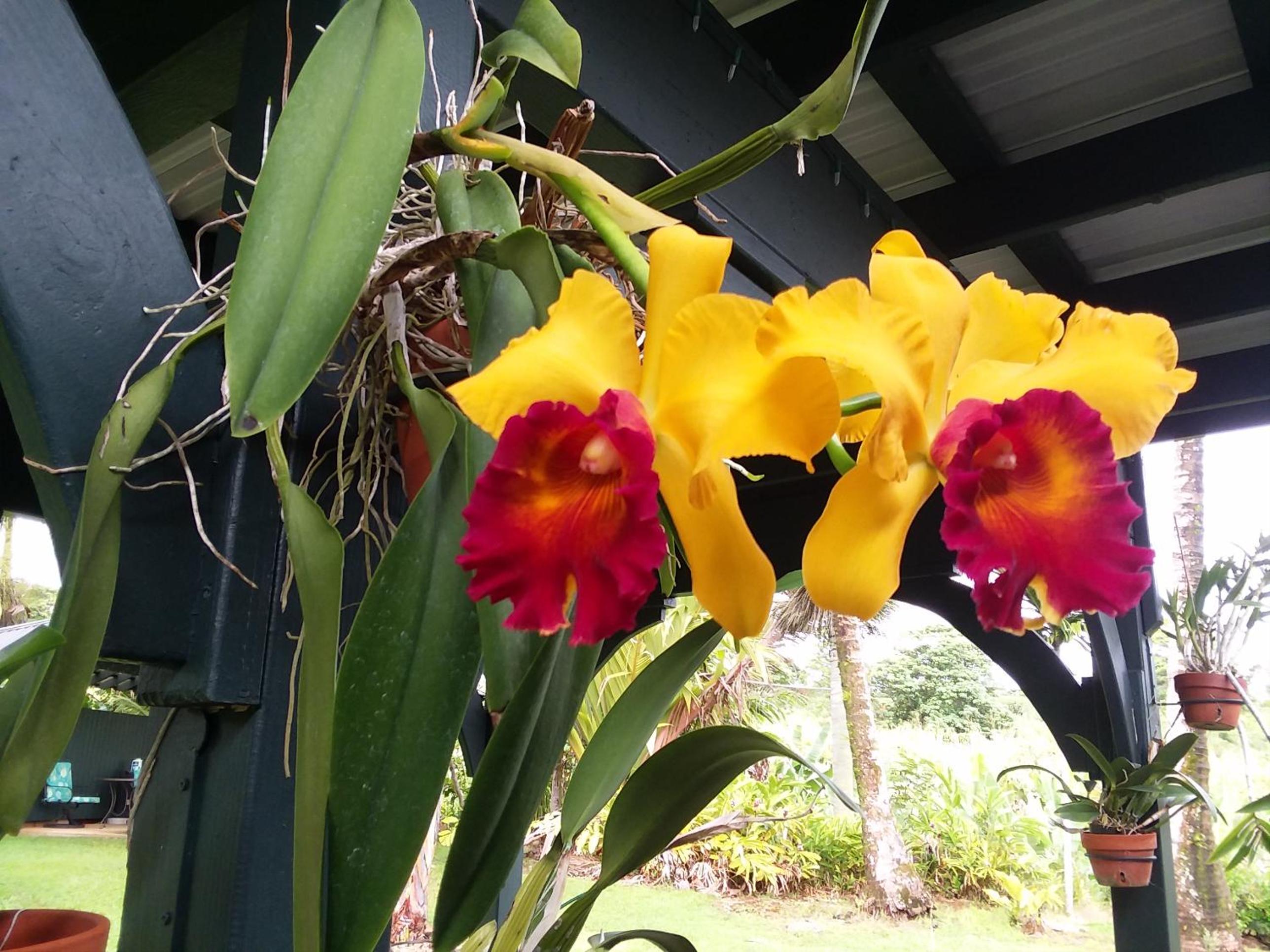 Island Goode's - Luxury Adult Only Accommodation near Hilo