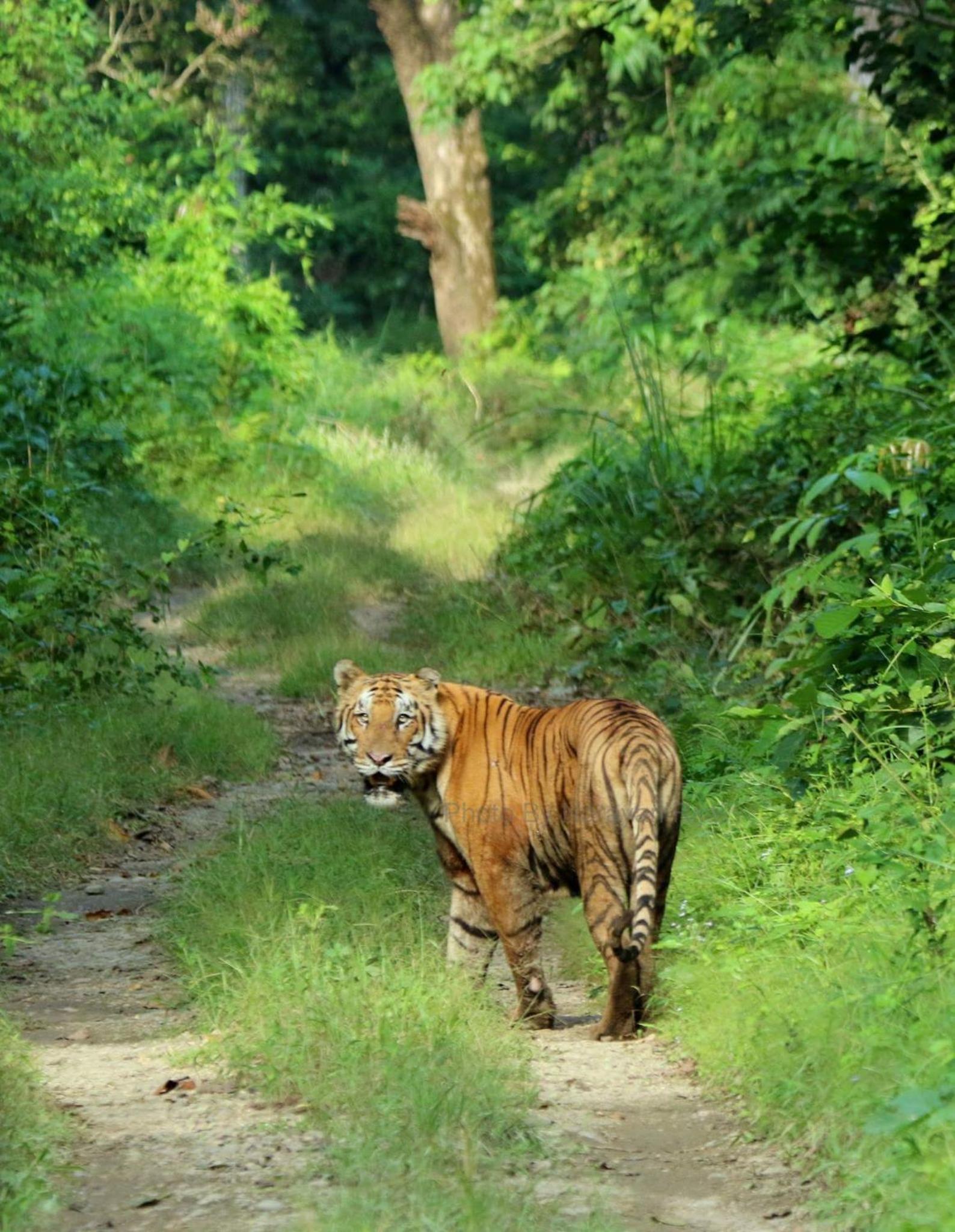 Sauraha Resort