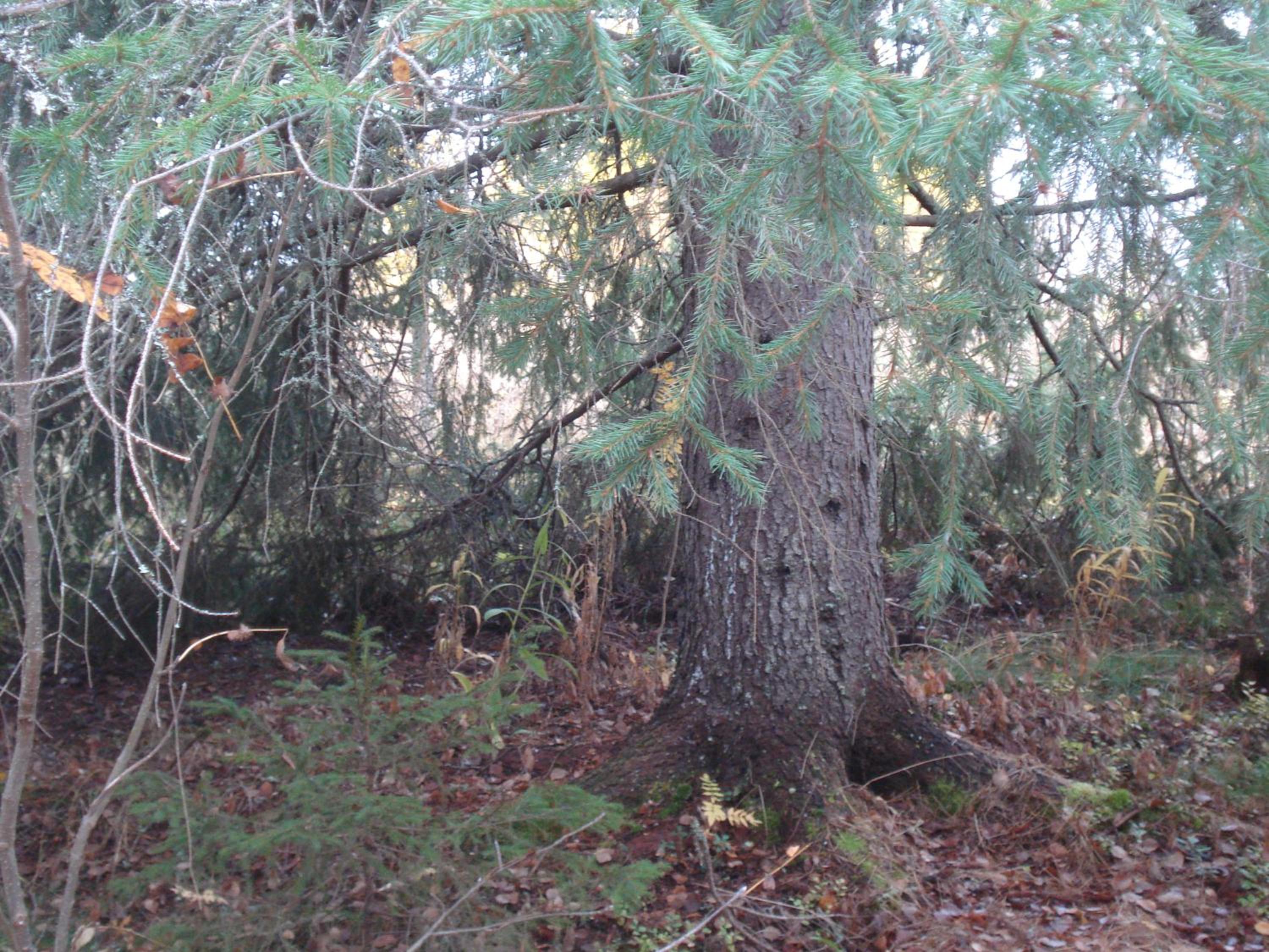 Photo 48