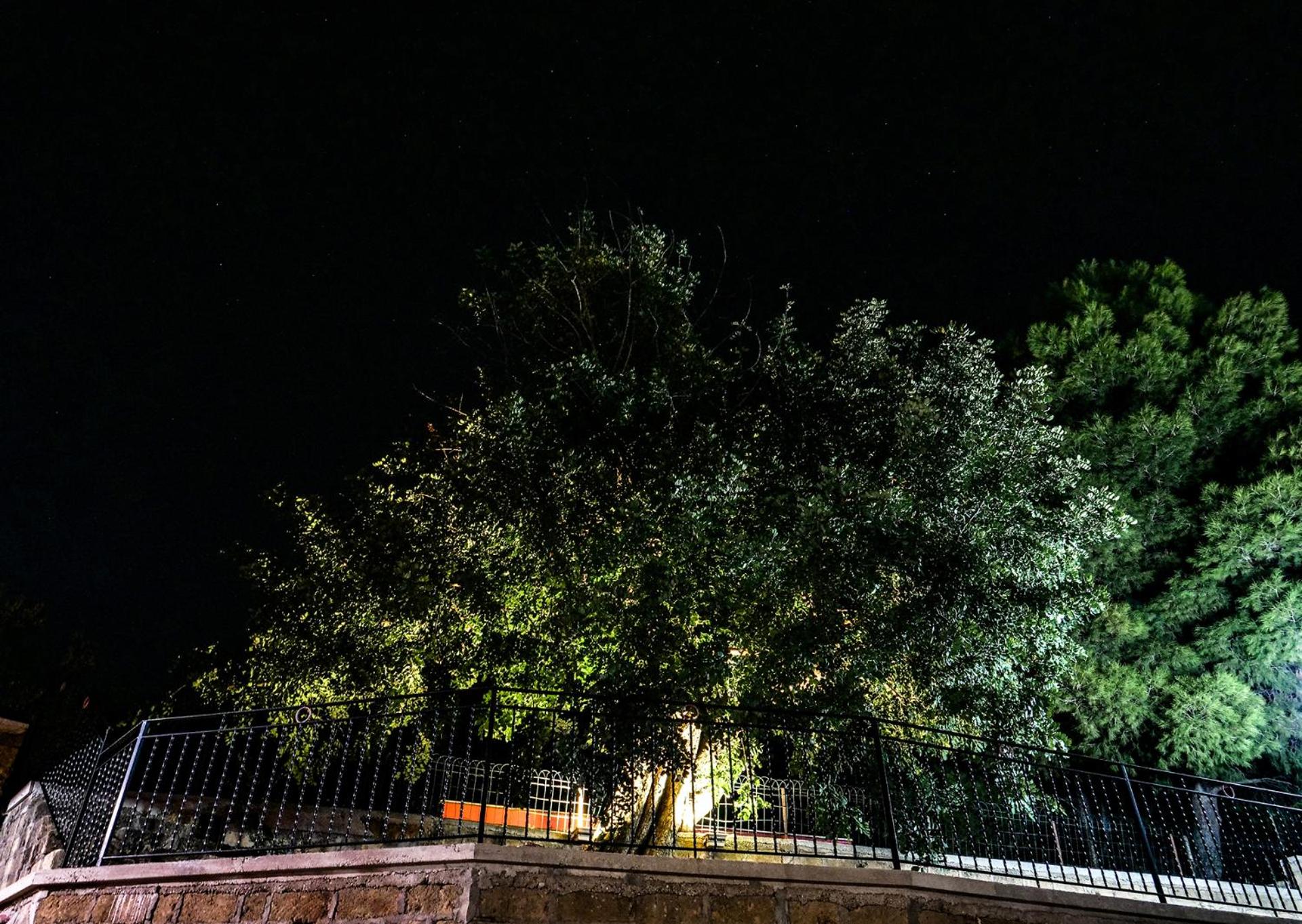 Photo 41