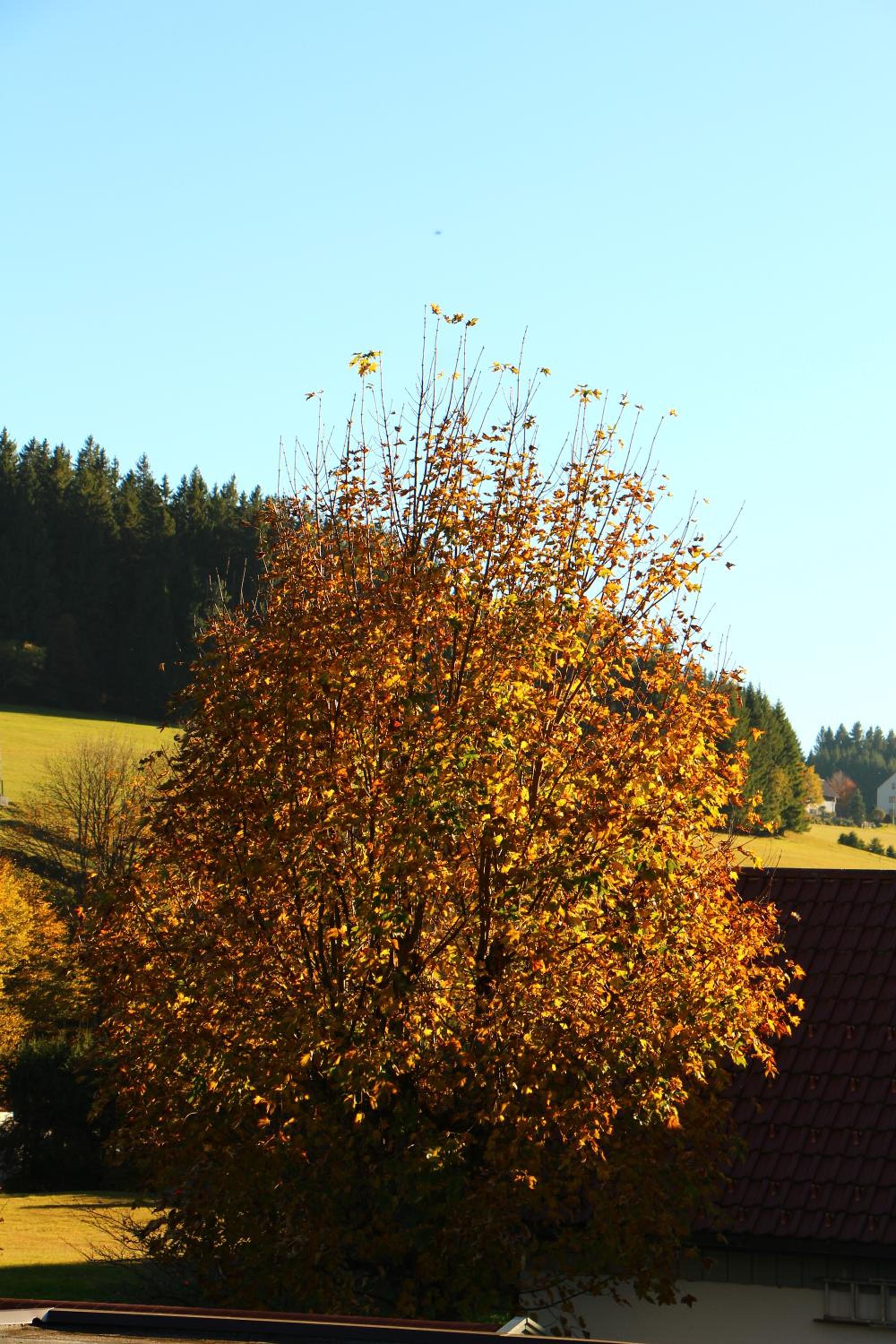 Gasthof Schwarzwaldtanne view 5