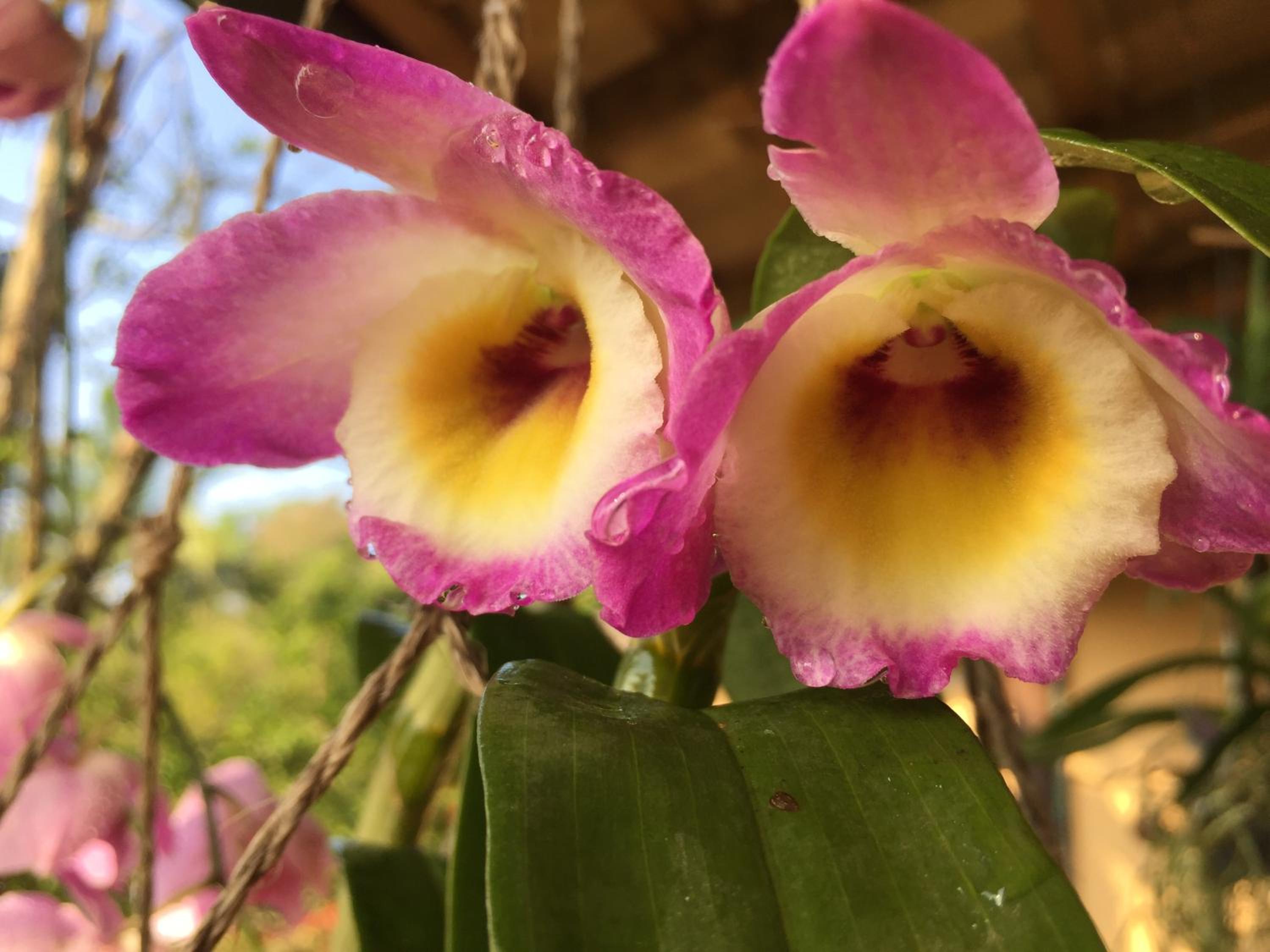 Recanto Ipê Amarelo
