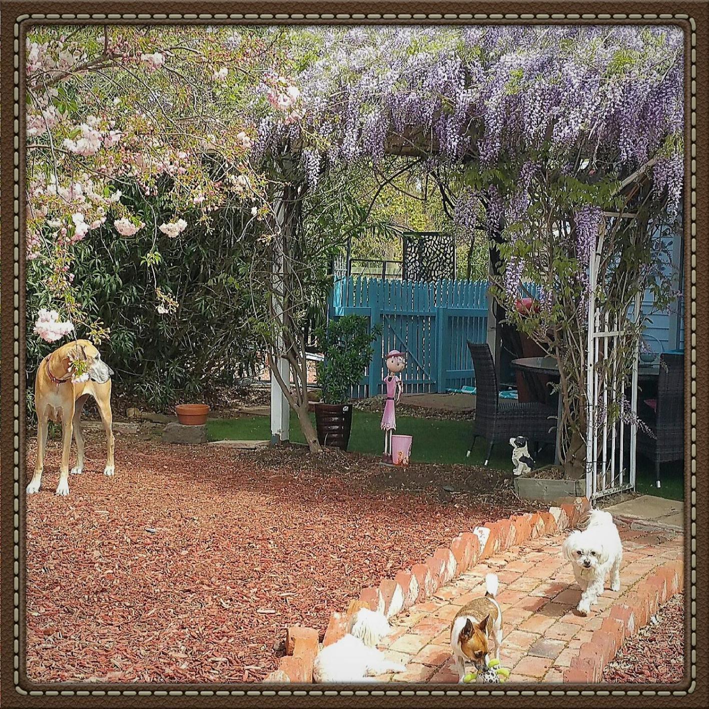 Must Love Dogs B&B & Self Contained Cottage