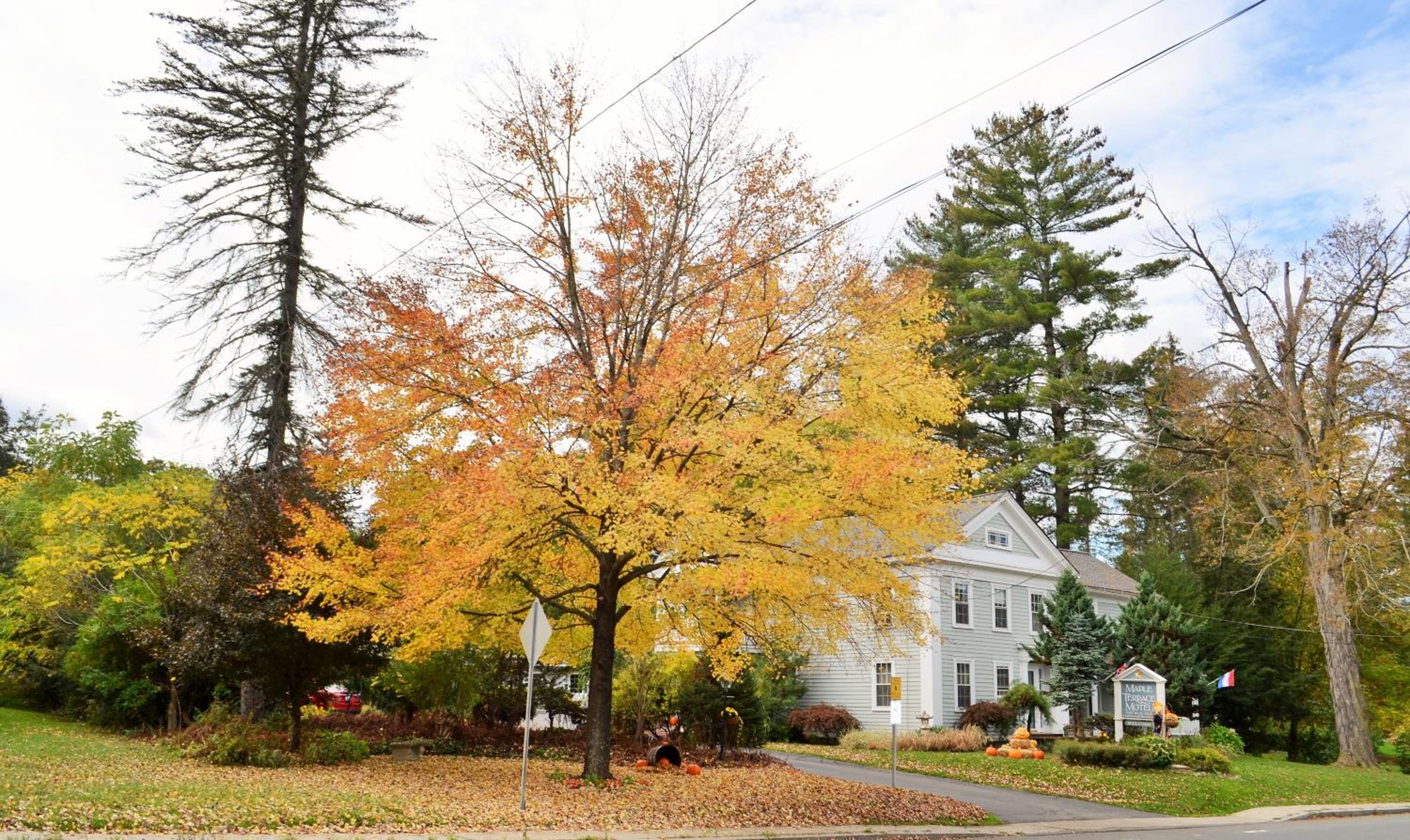 Maple Terrace Motel