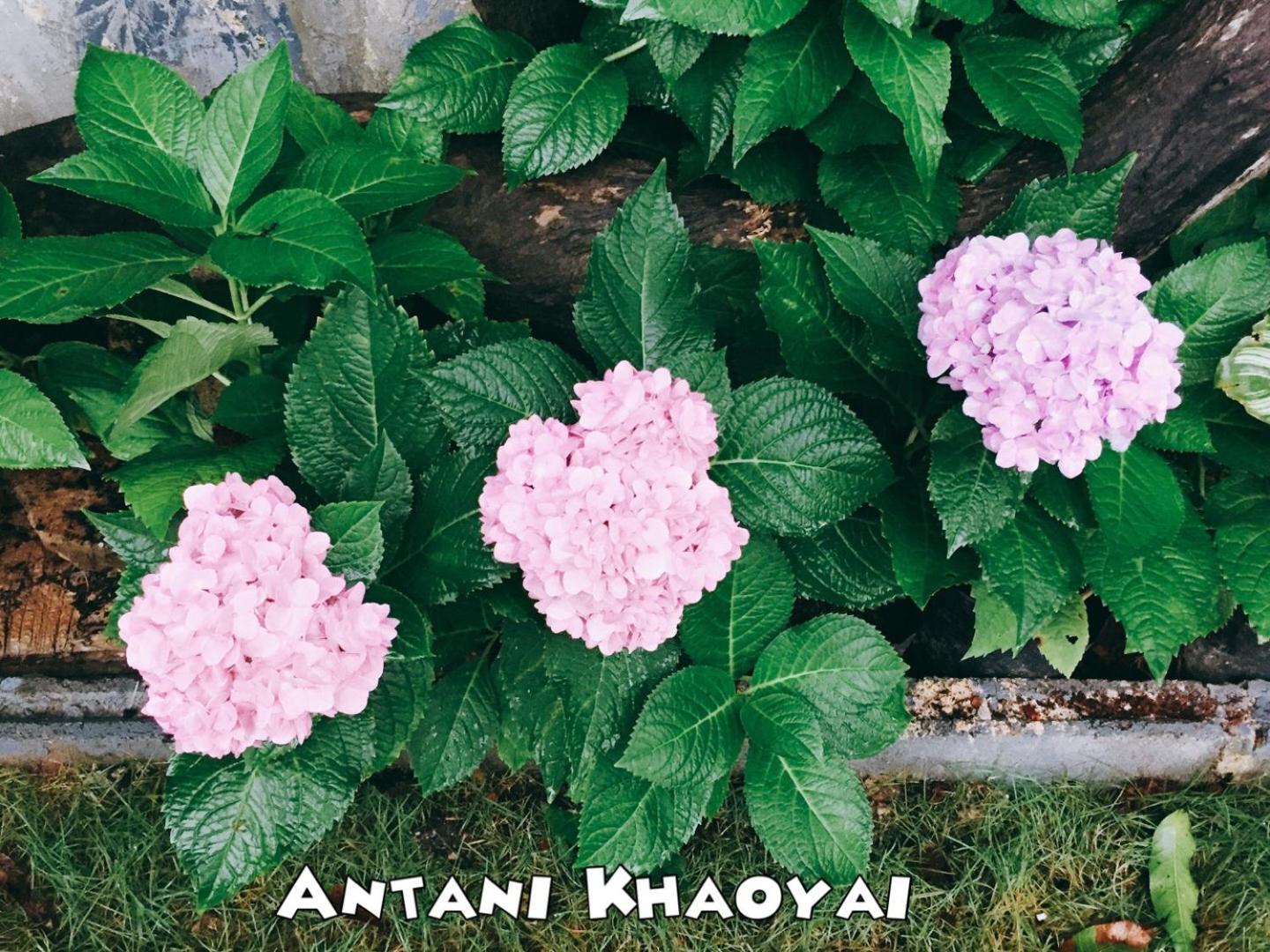 Antani Home @Khaoyai