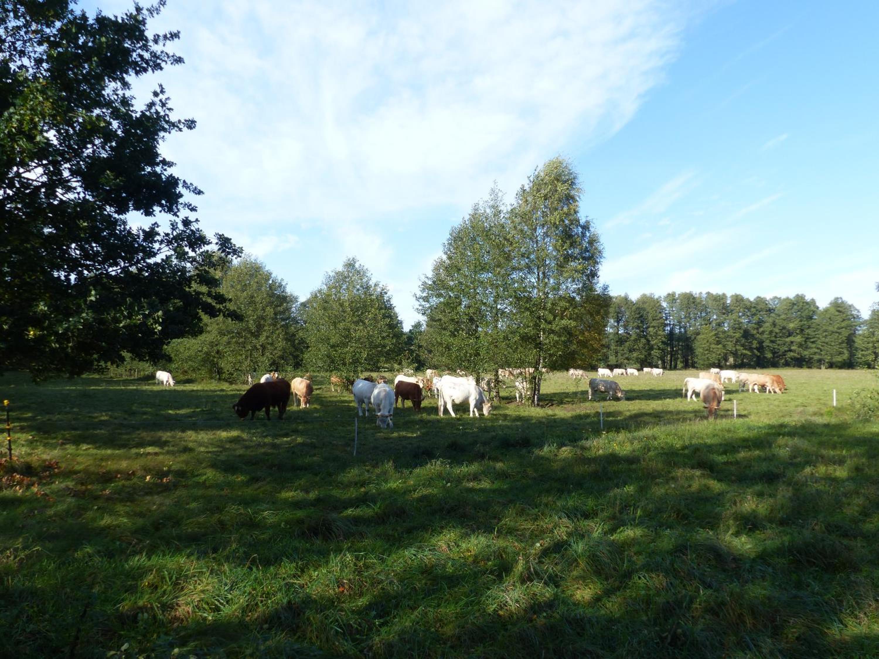 Ferienwohnung Ortrand - Pension - Property Image 17