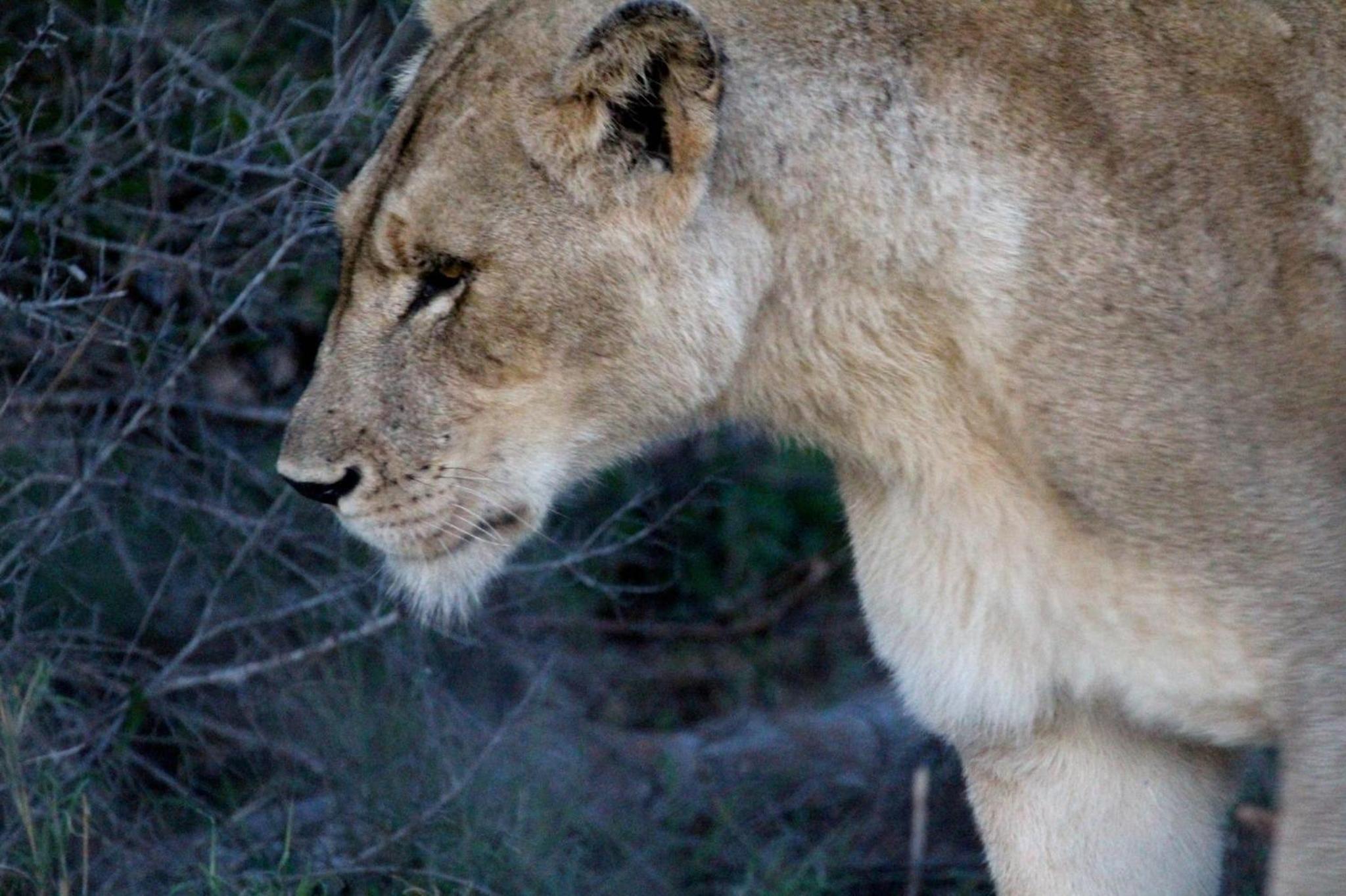 Umlani Bushcamp
