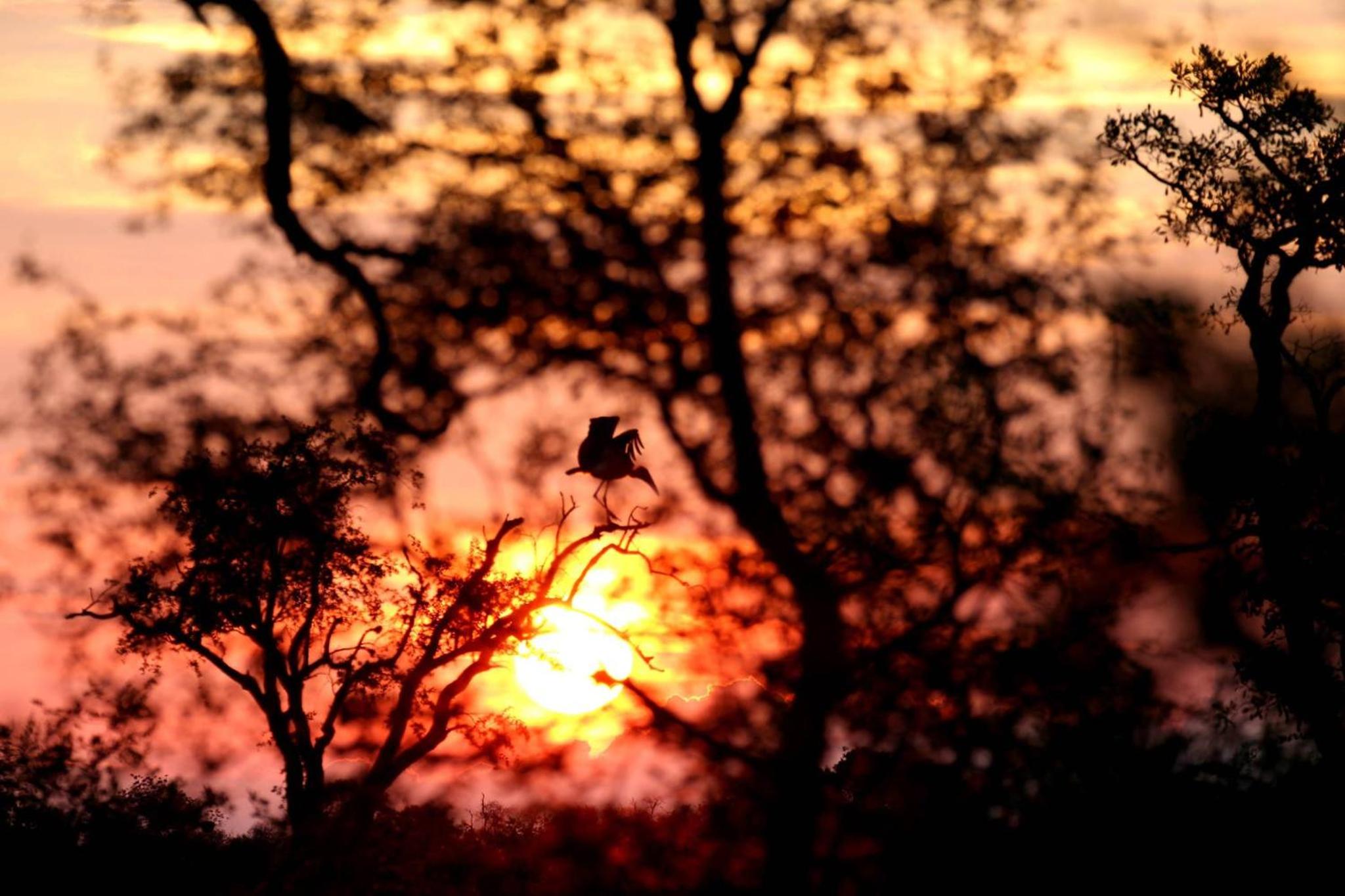 Umlani Bushcamp