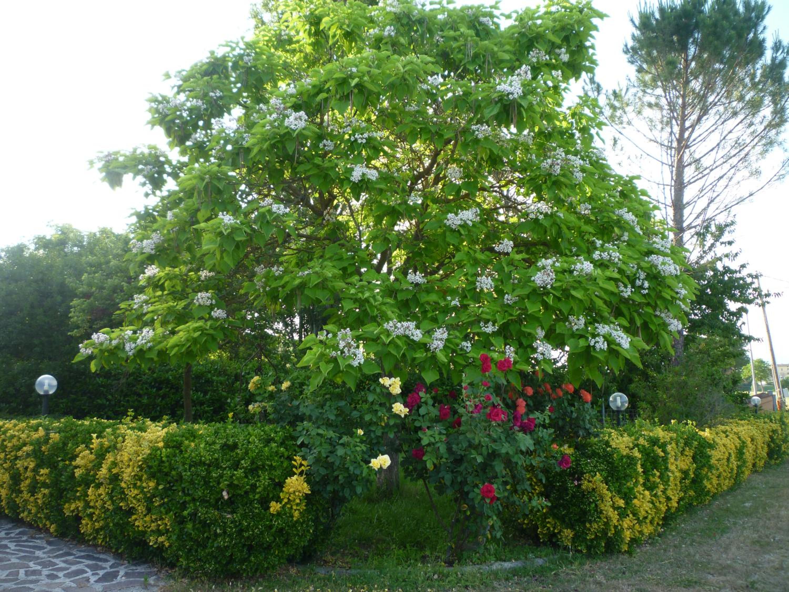 Tadinum Romana
