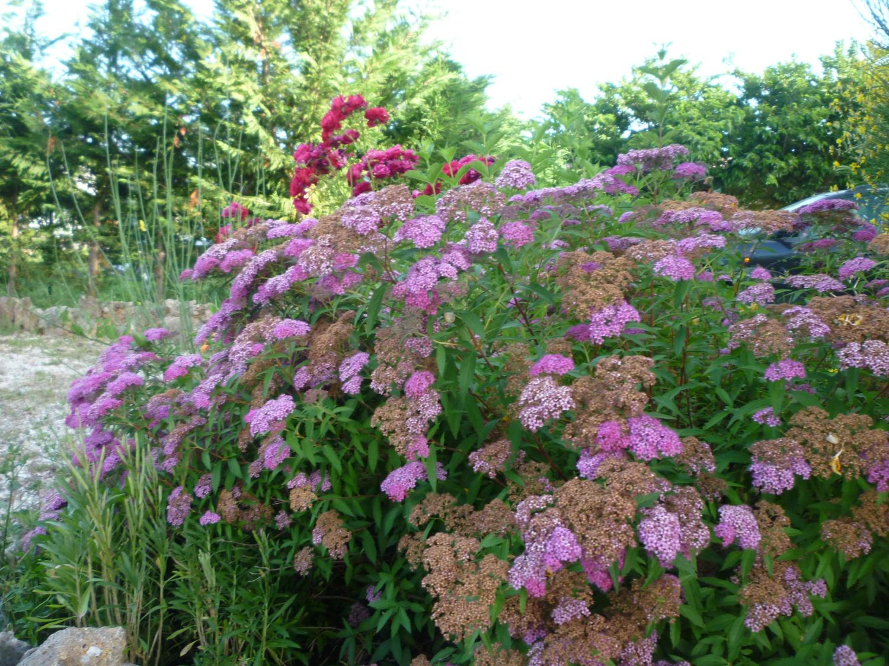 Tadinum Romana