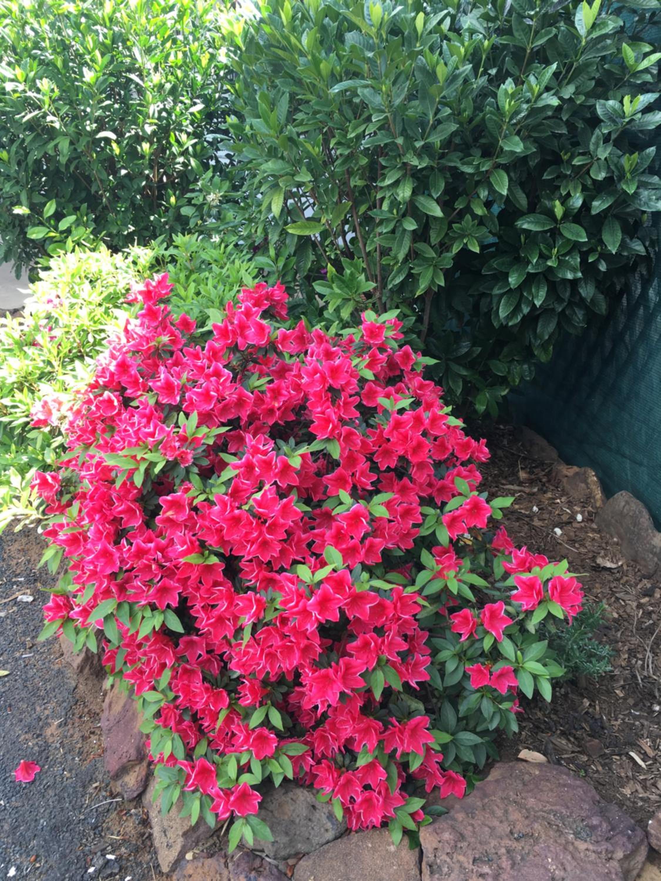 Azalea Motel