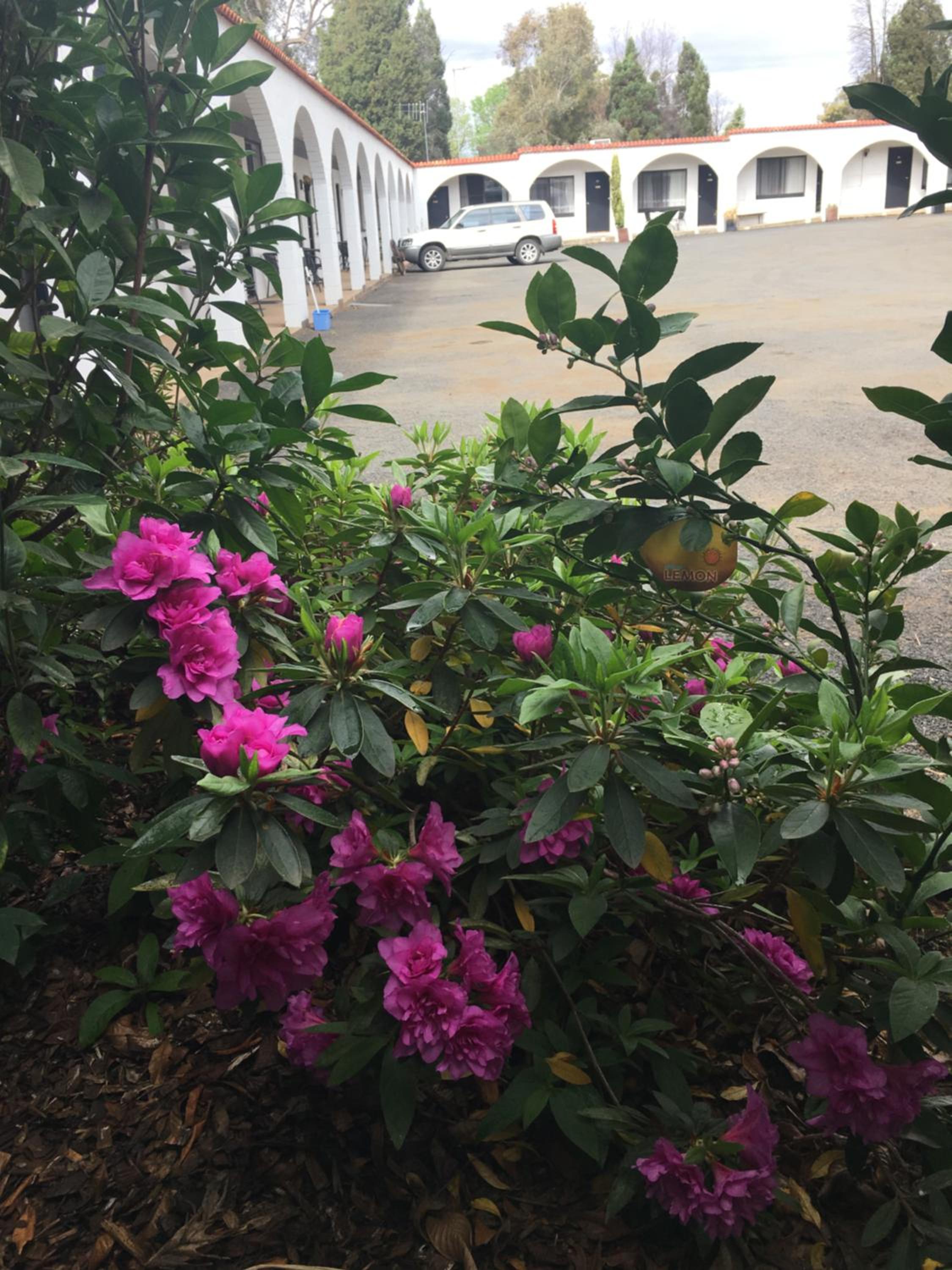 Azalea Motel