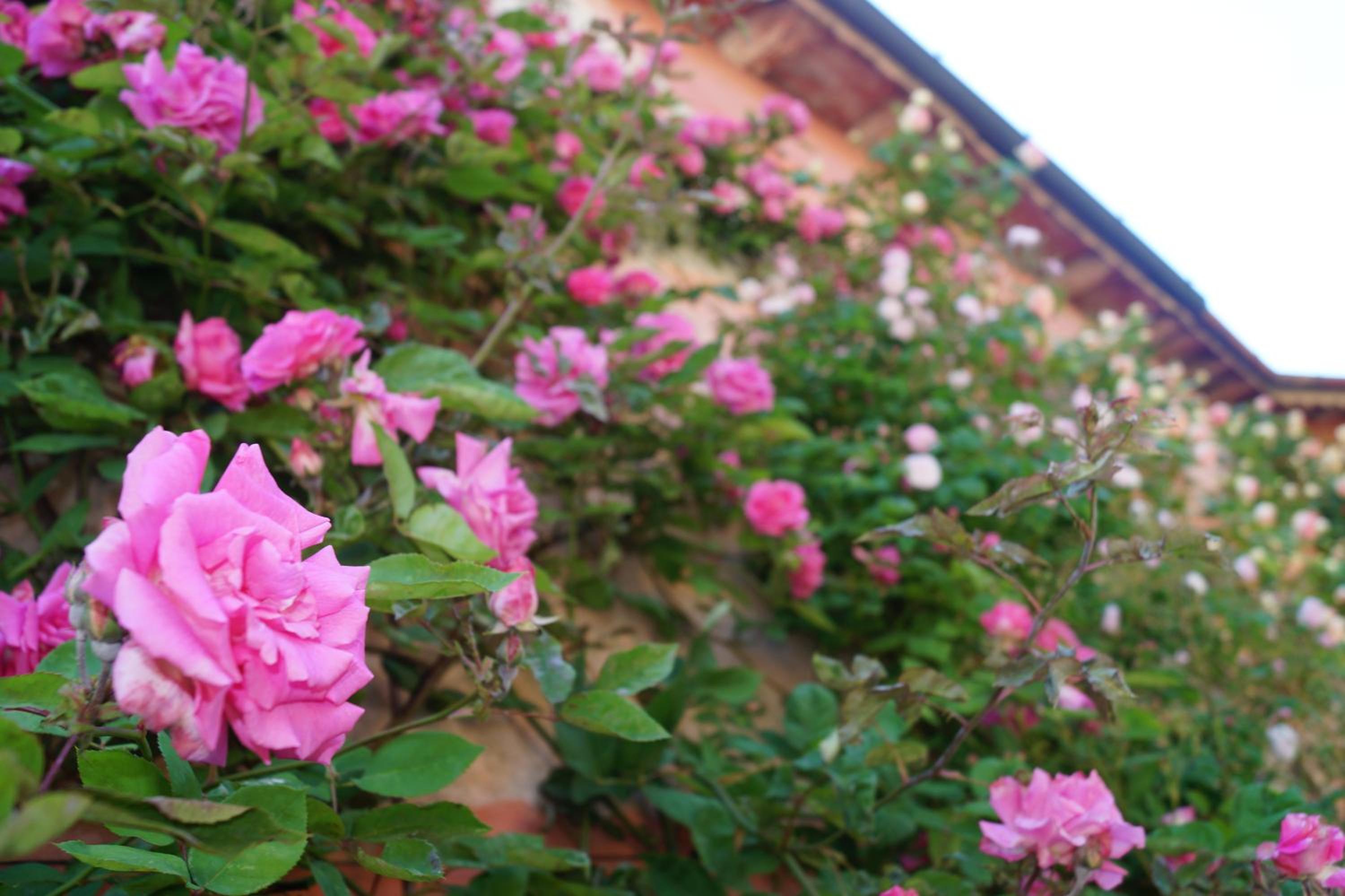 Photo 40