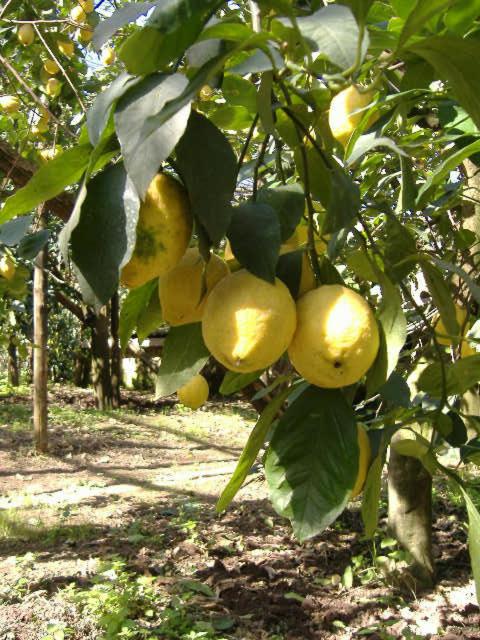 Azienda Agricola Veniero view 5