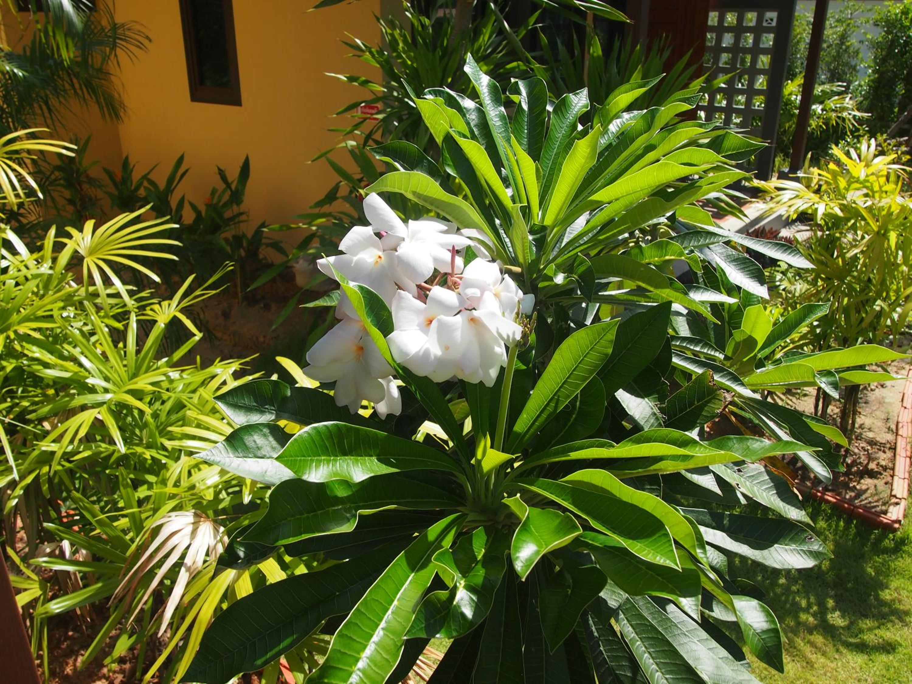 AT Bangsak Resort