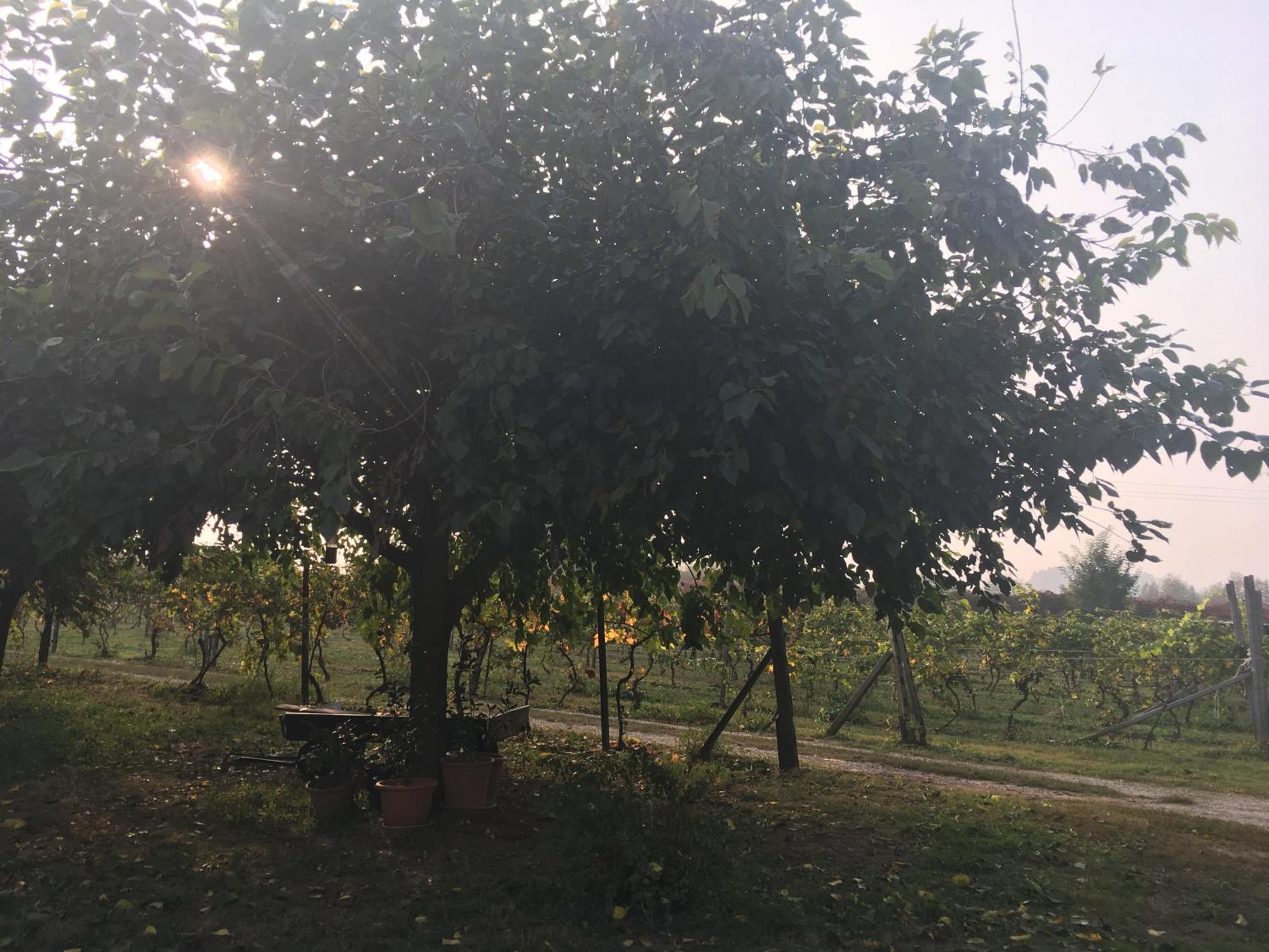 Le Magnolie Agriturismo