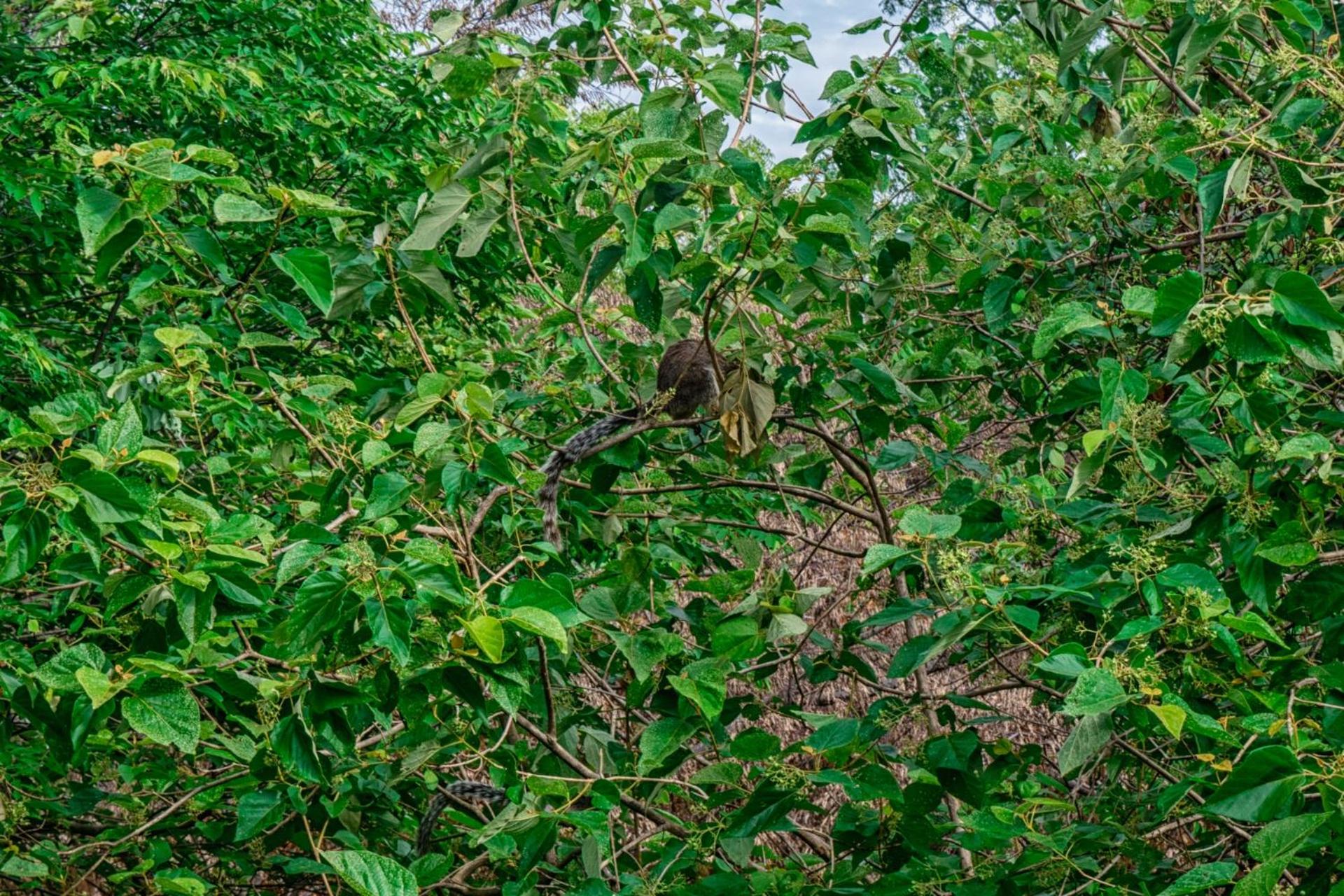 Wildescape Polonnaruwa
