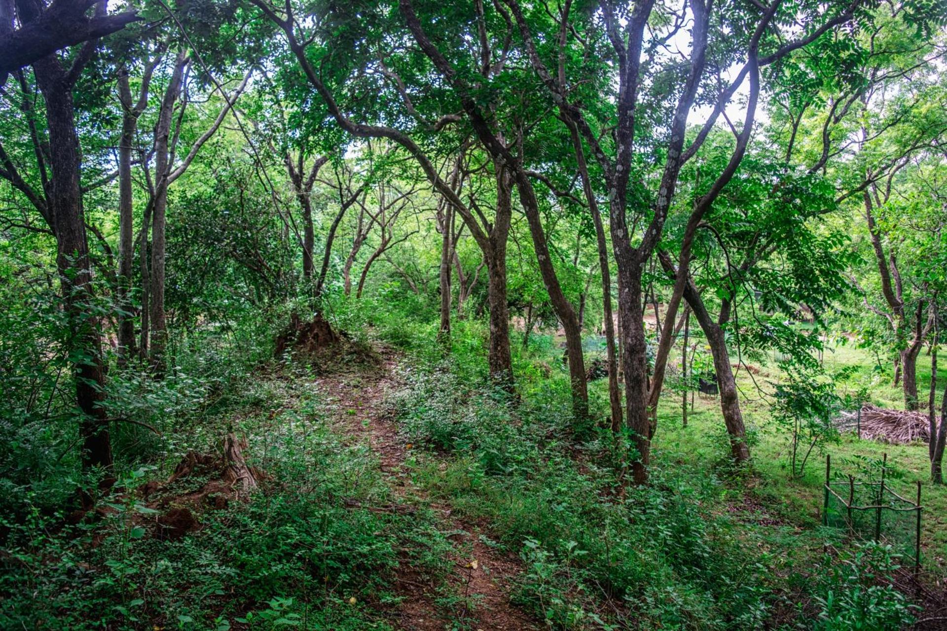 Wildescape Polonnaruwa