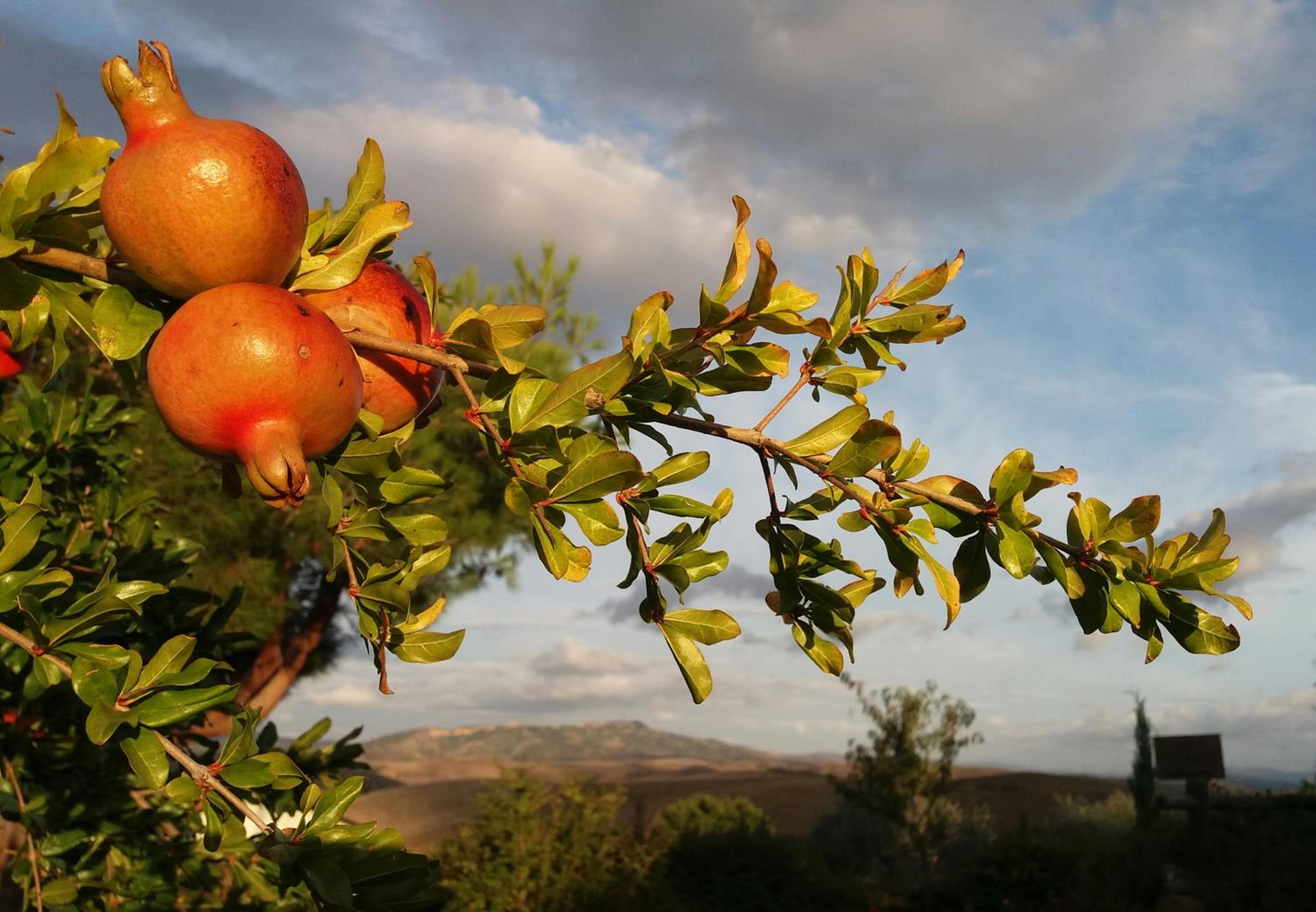Agriturismo Signorini