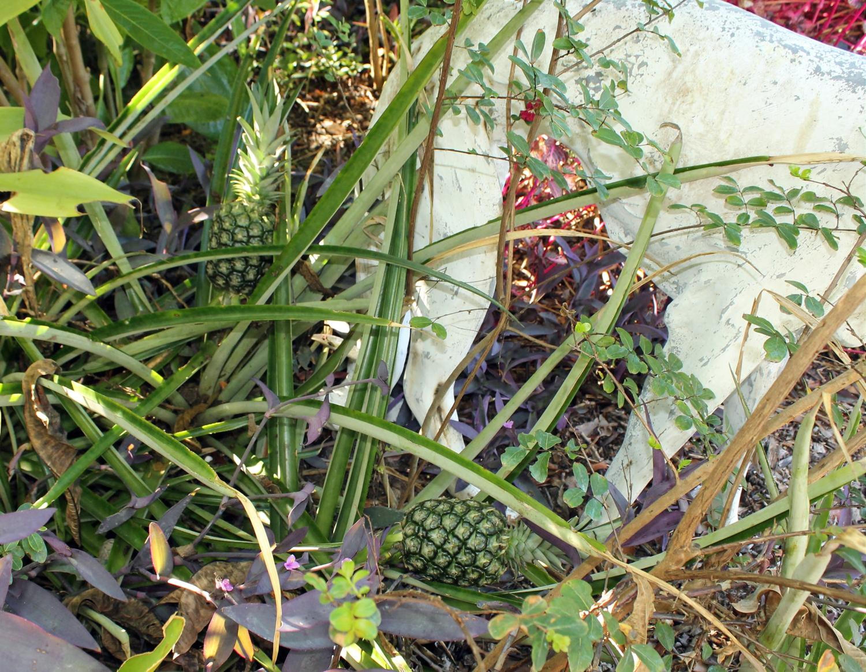 Photo 30