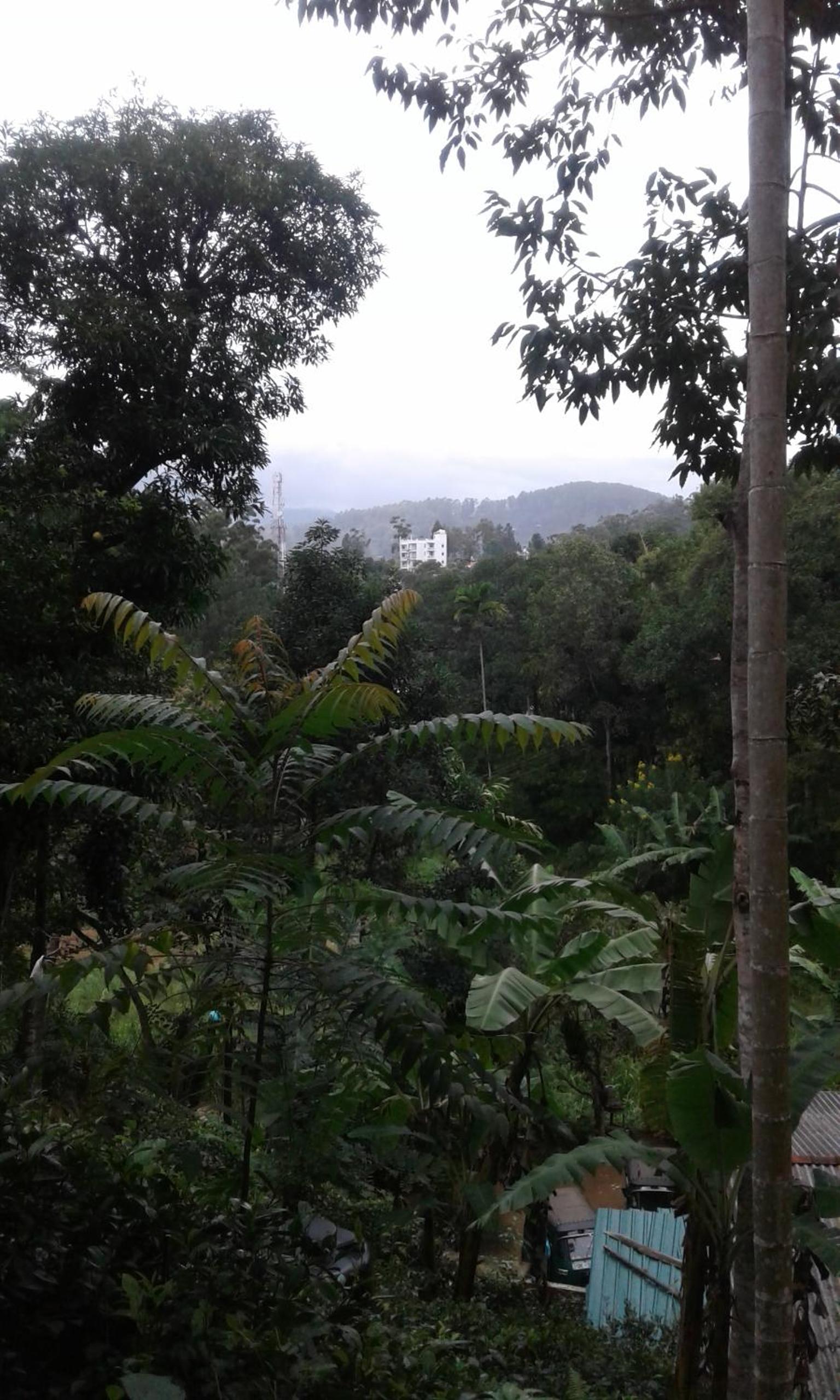 Mountain nest view 2