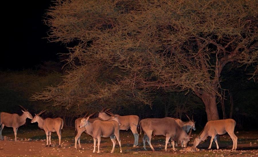 Emanya@Etosha view 5