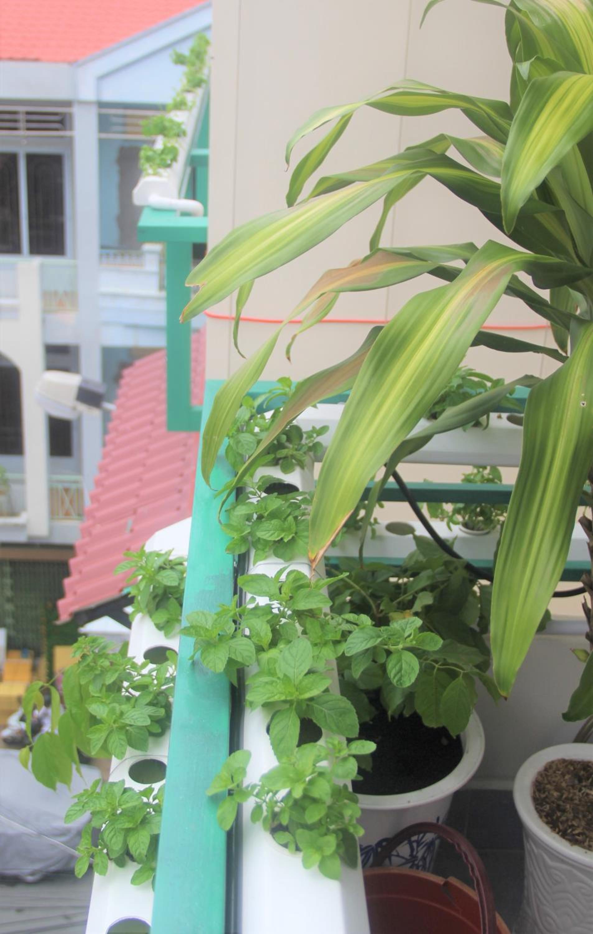 Winter Spring Homestay
