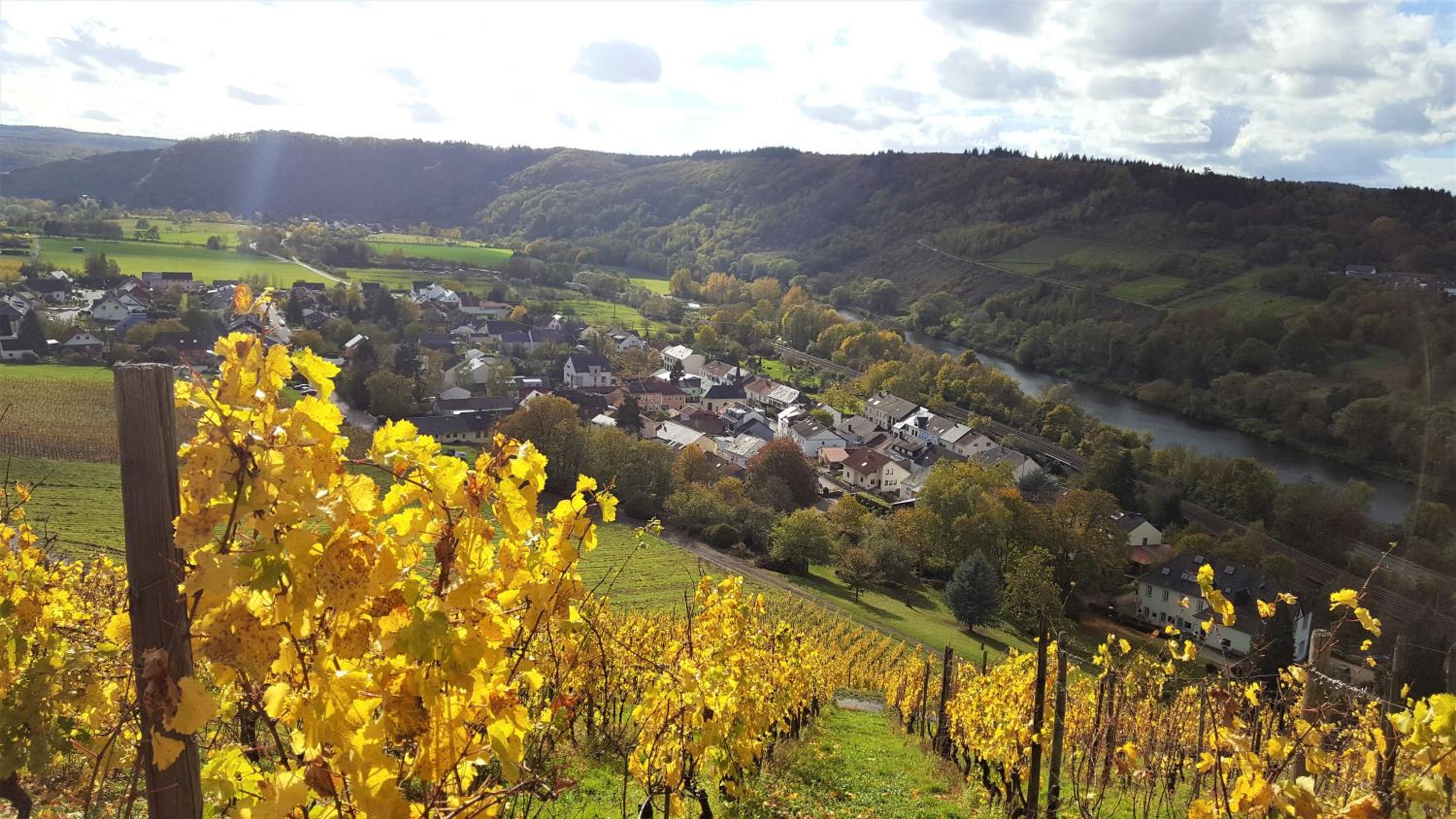 Zur alten Rebe Ferienhaus und Weingut