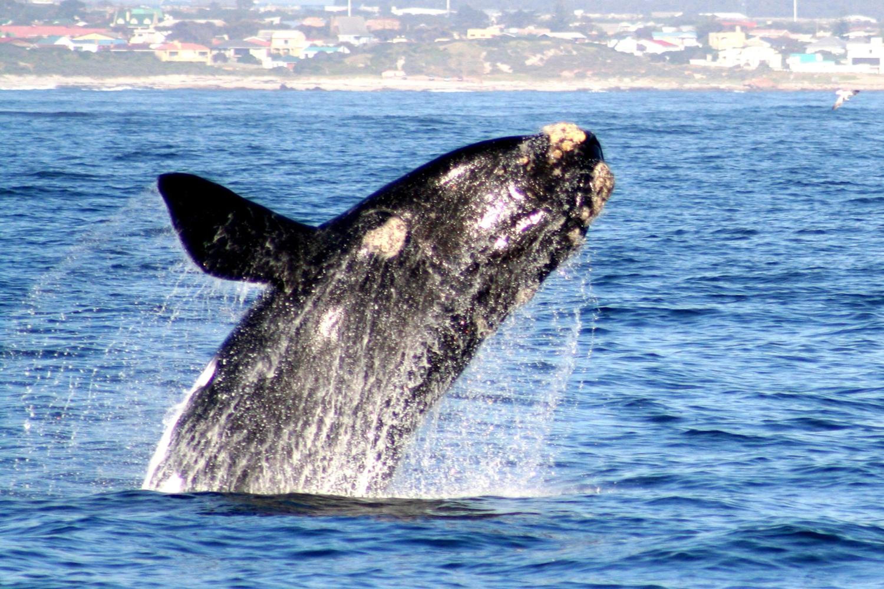 Tourist Lodge Gansbaai