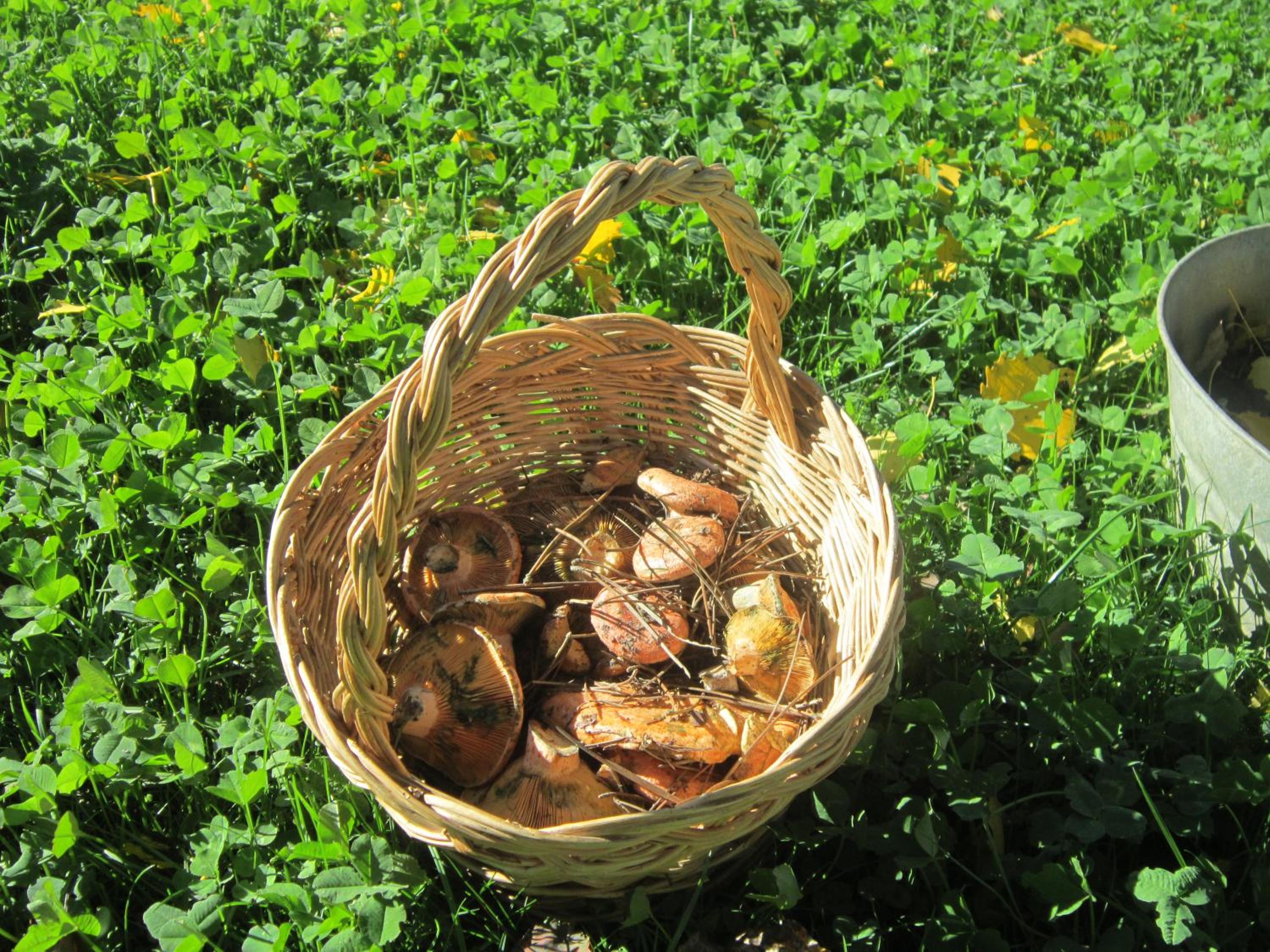 Photo 41