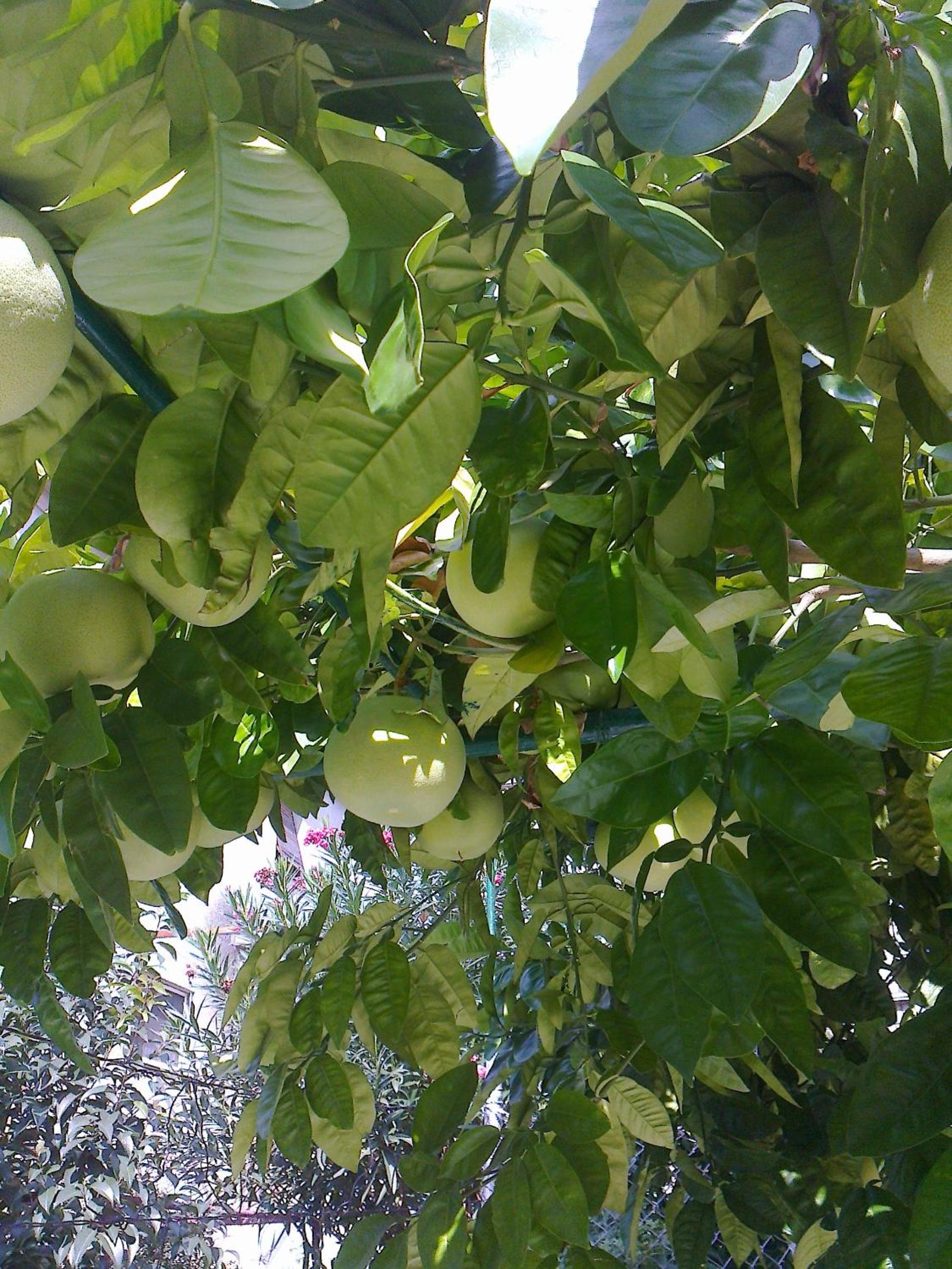 Photo 40