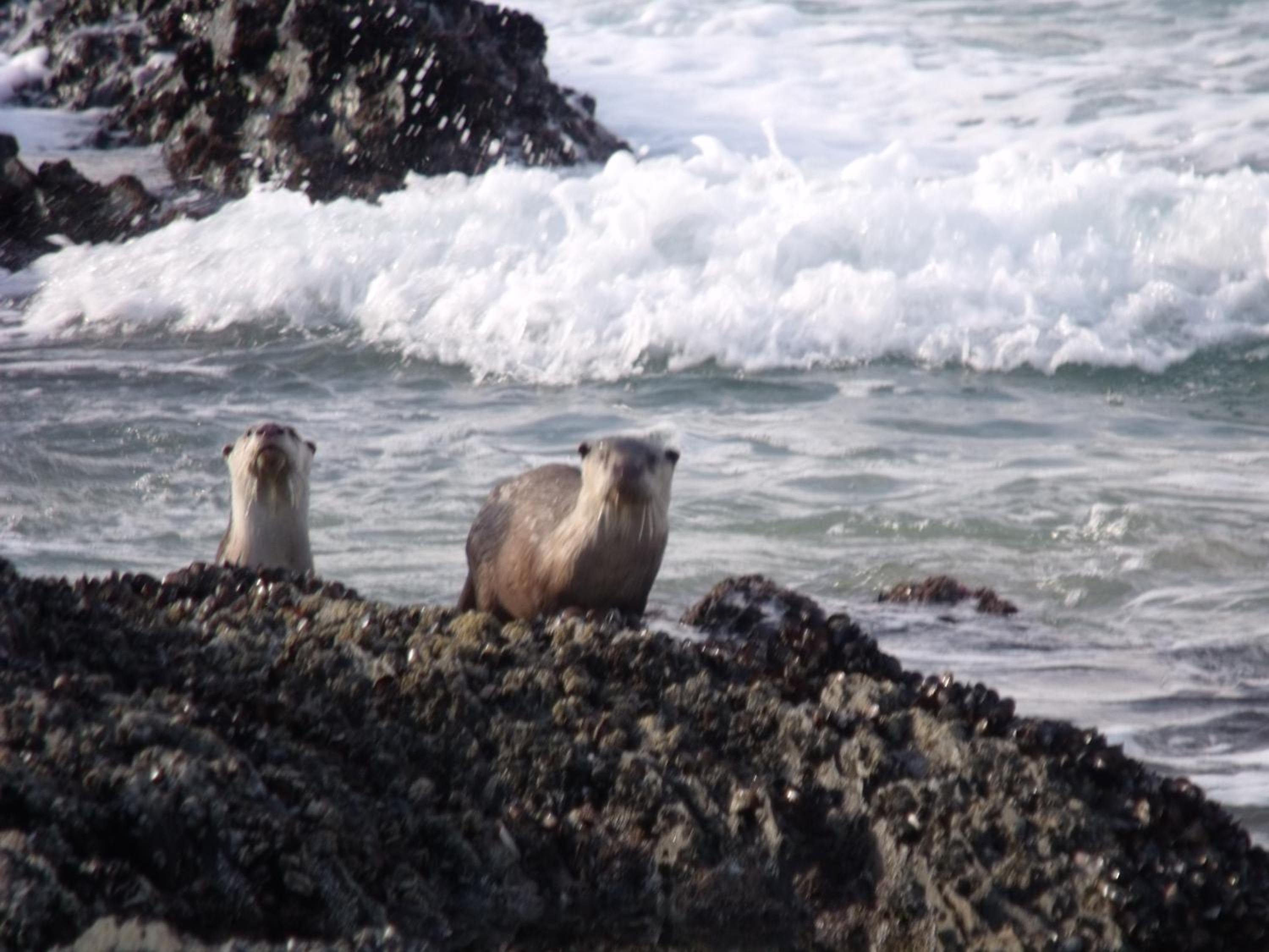 Kamma-Otter view 4