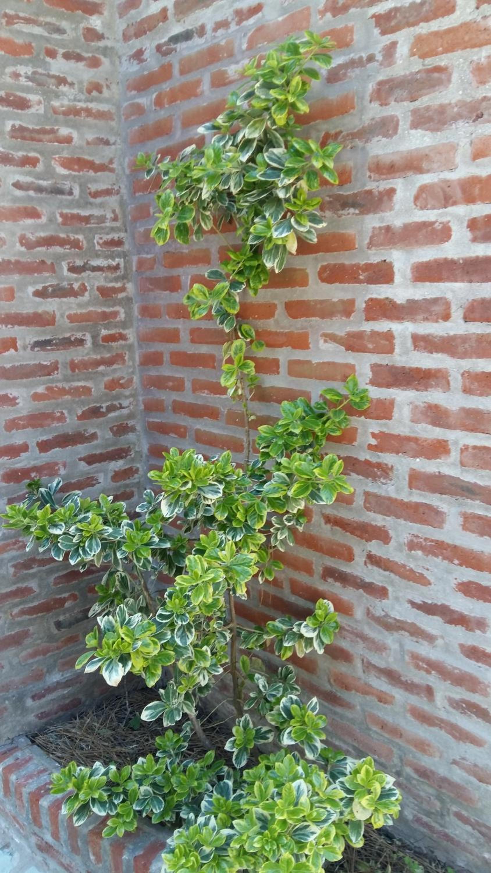 Posada La Casona