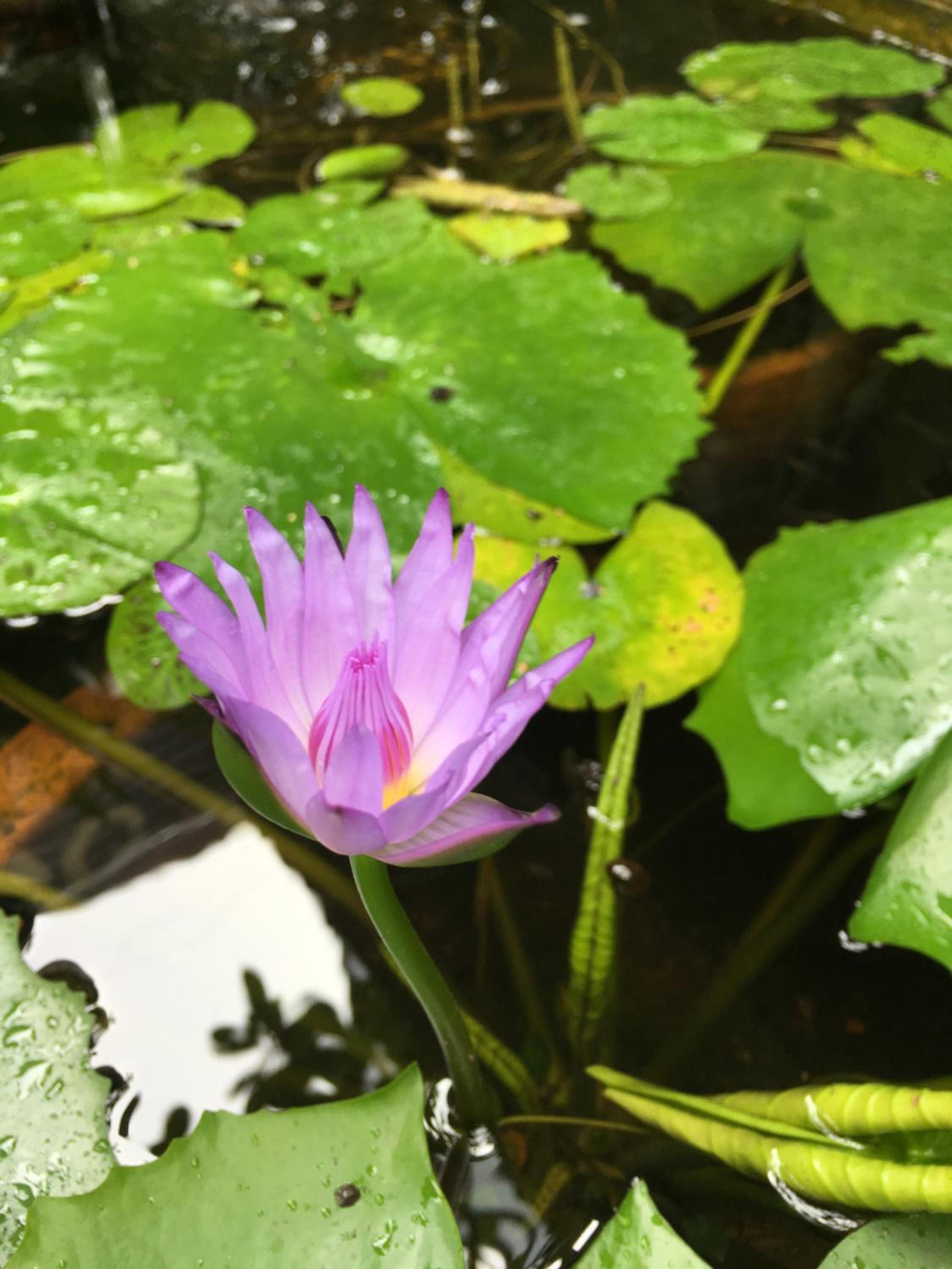 Baan Thalang @ Chiang Mai