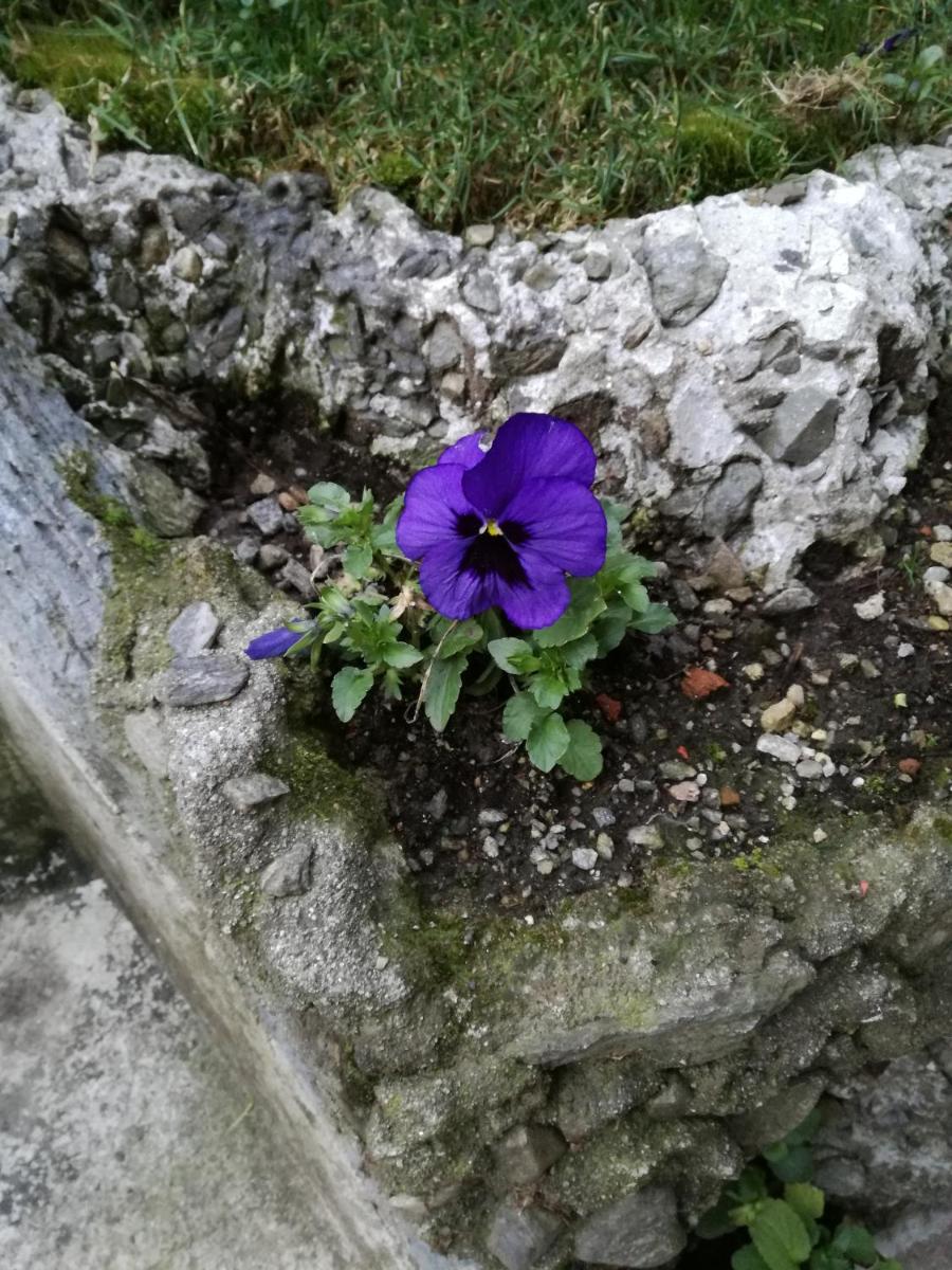 Lari Baveno photo 4