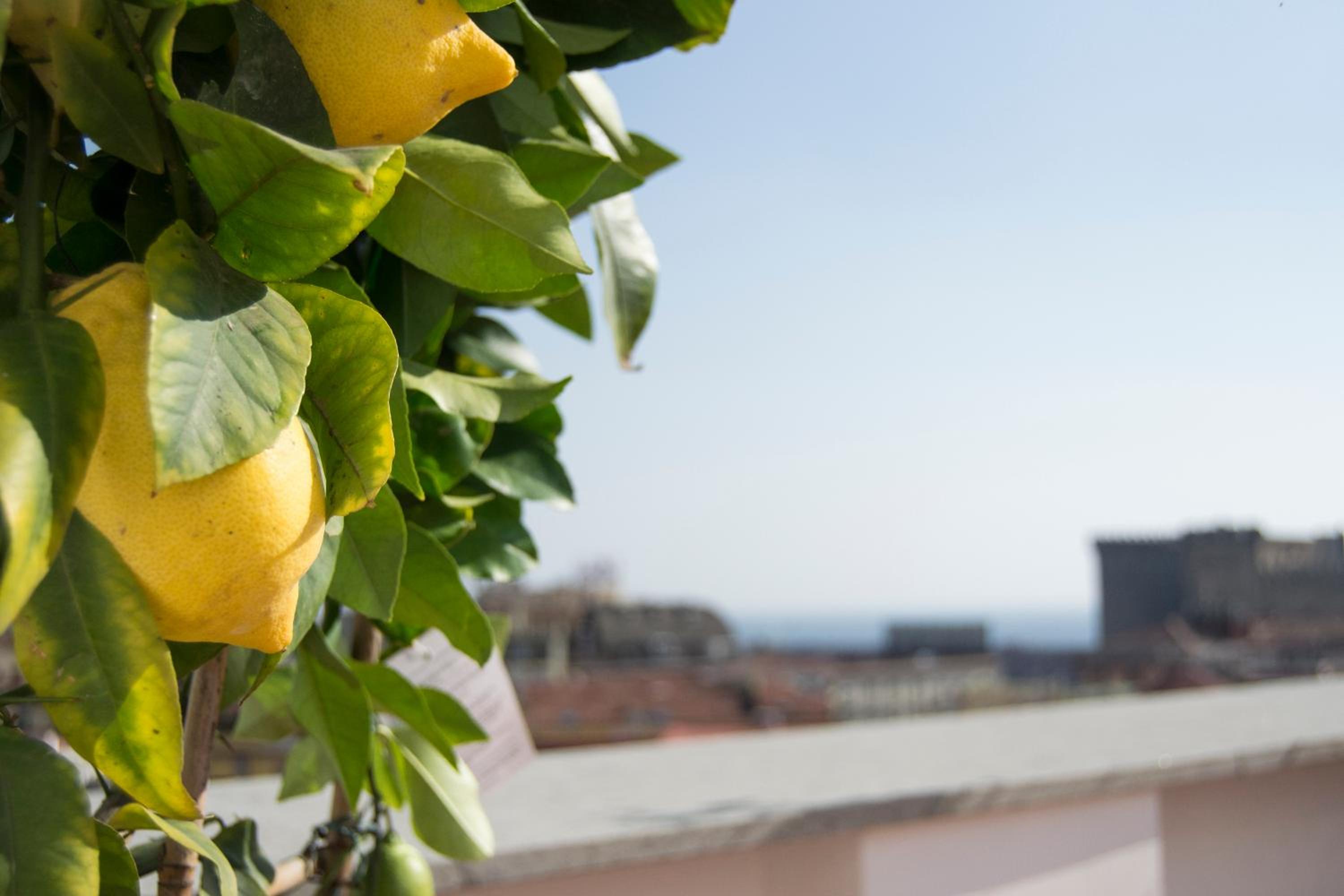 Panoramic Terrazza SRL